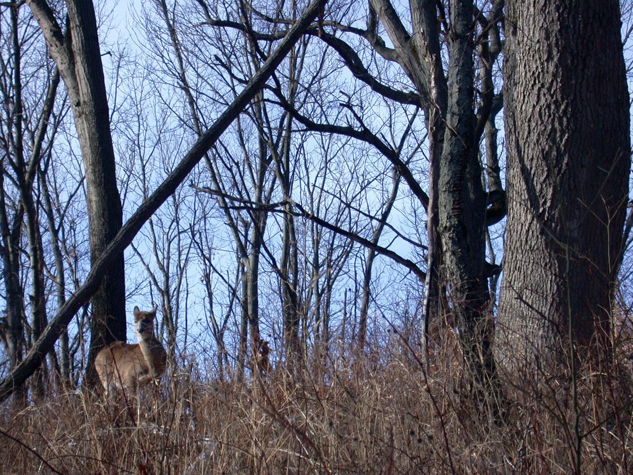 Nikon E995 sample photo. White-tailed deer, indiana dunes national lakeshore photography