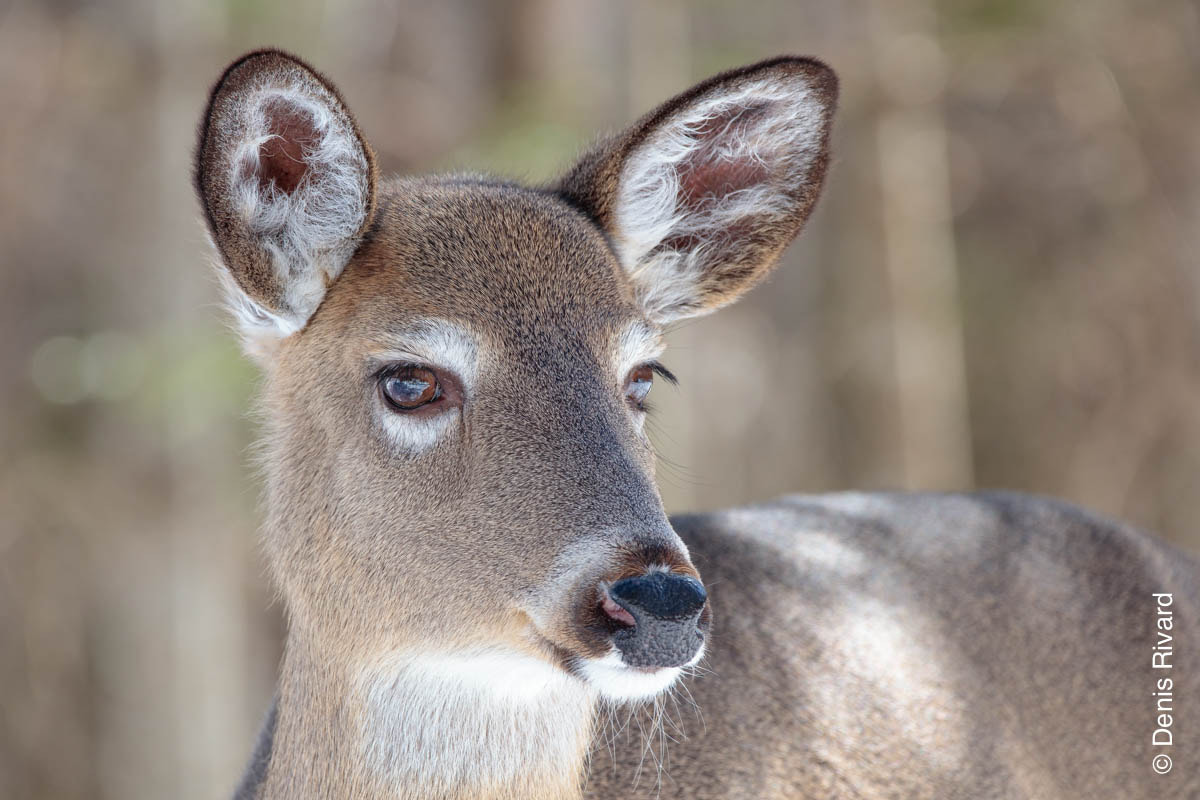 Sigma 150-600mm F5-6.3 DG OS HSM | C sample photo. White-tailed deer photography