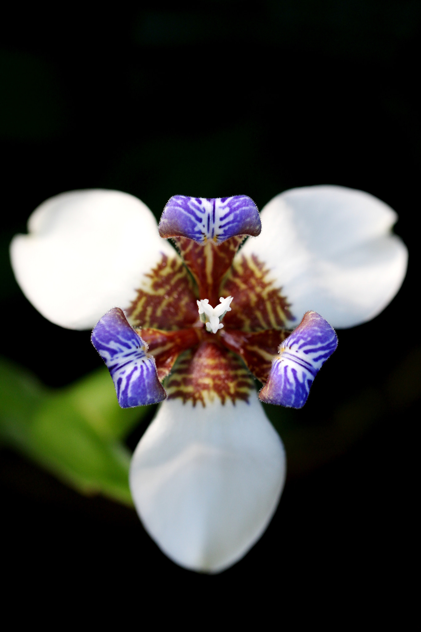 Canon EF 100mm F2.8L Macro IS USM sample photo. Orchid photography