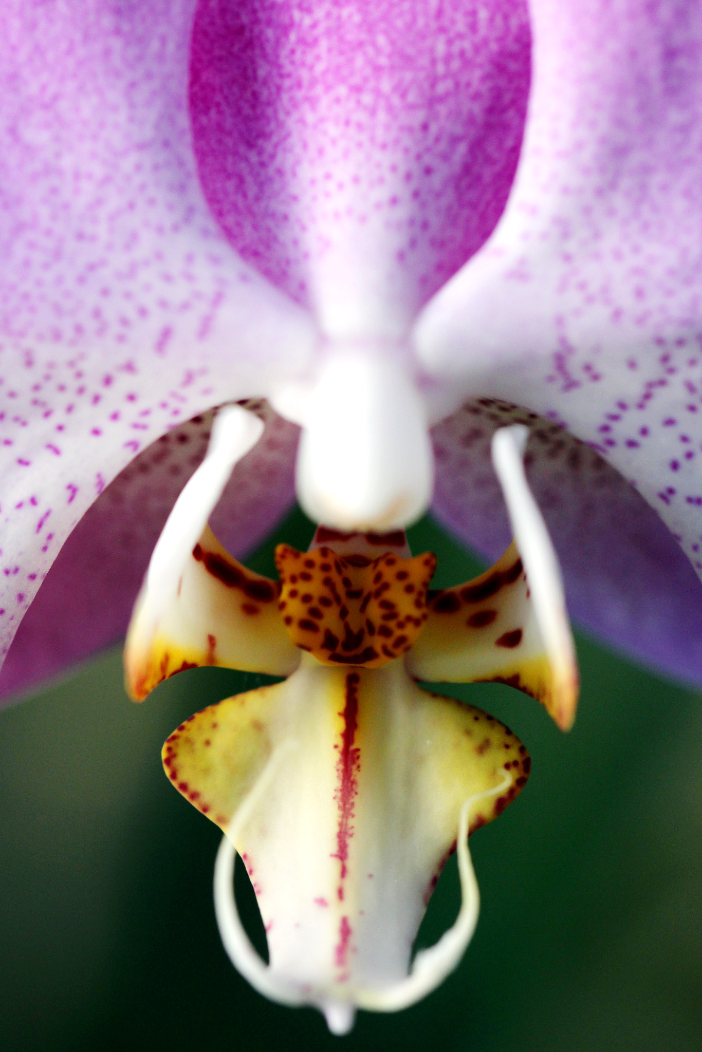Canon EF 100mm F2.8L Macro IS USM sample photo. Orchid photography