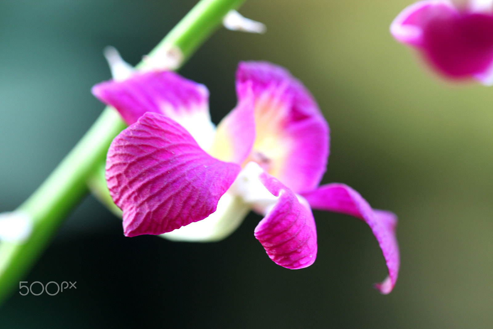 Canon EF 100mm F2.8L Macro IS USM sample photo. Orchid photography