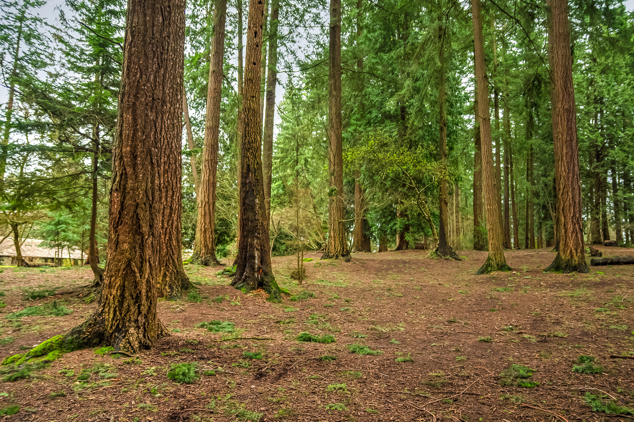 Nikon D810 + Sigma 17-70mm F2.8-4 DC Macro OS HSM sample photo. Queen's forest photography