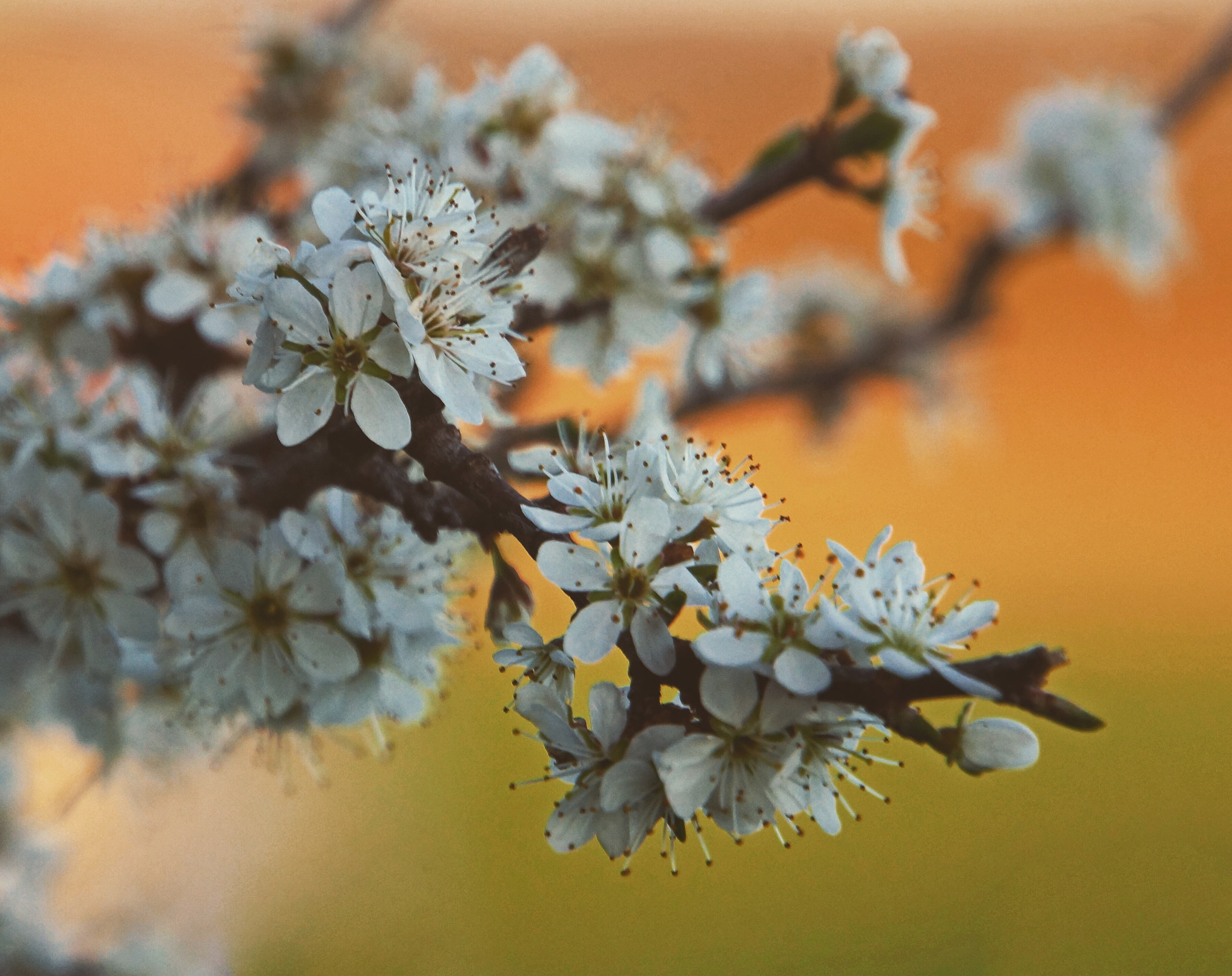 Sony Alpha NEX-7 + Sony E 18-200mm F3.5-6.3 OSS sample photo. Spring colours photography