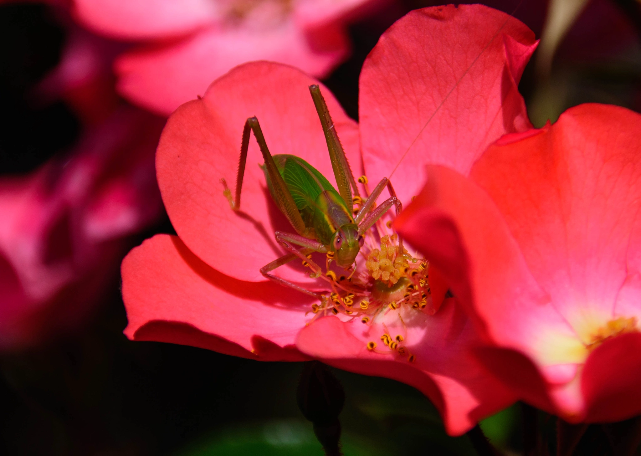 Sigma 18-250mm F3.5-6.3 DC Macro OS HSM sample photo. Grasshopper on roses photography