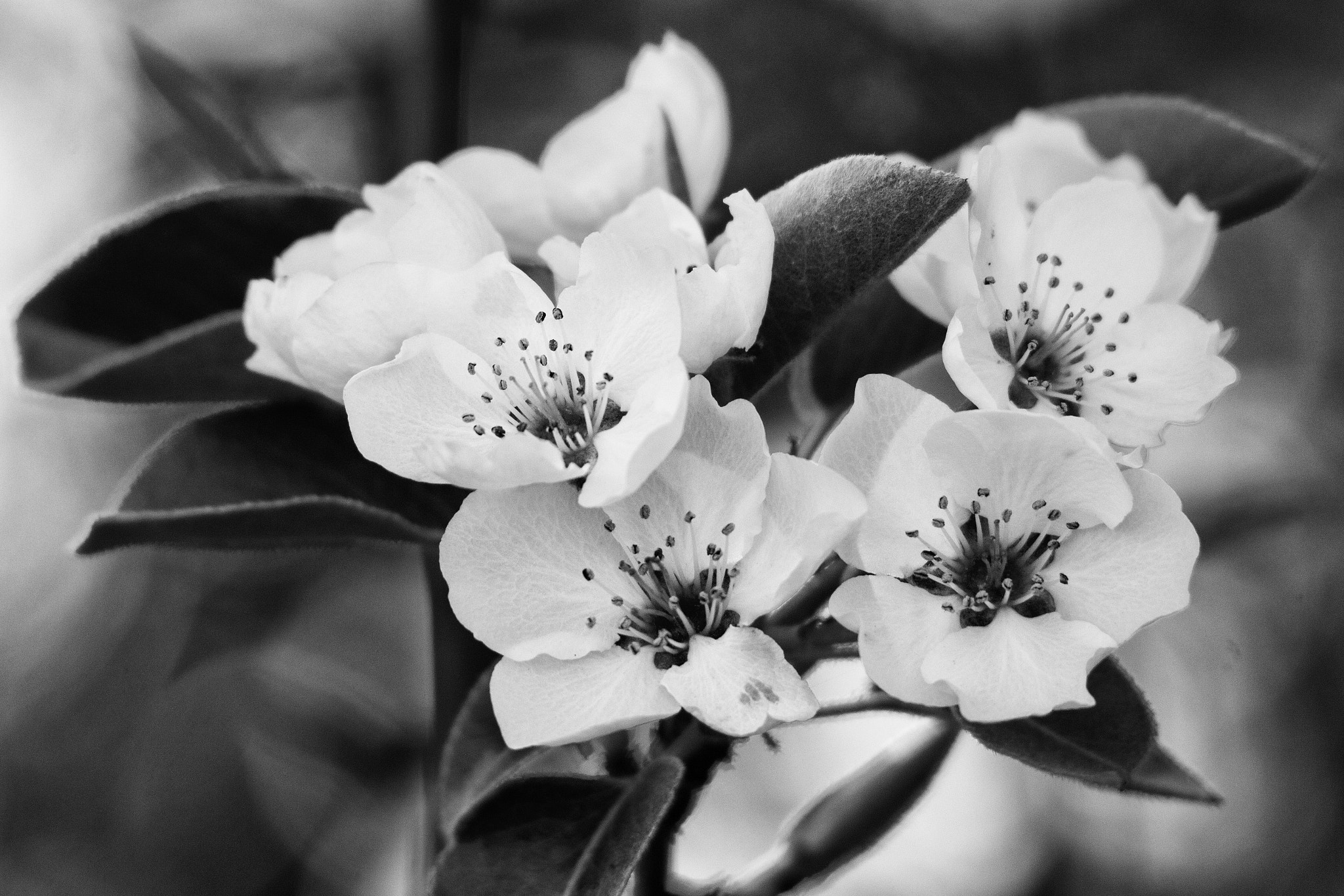 Canon EOS 550D (EOS Rebel T2i / EOS Kiss X4) sample photo. Black and white spring flowers photography