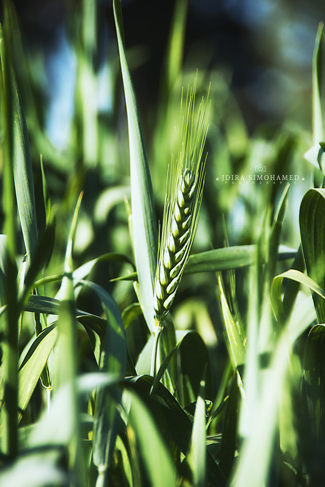 Sony Alpha DSLR-A700 sample photo. Green wheat field photography