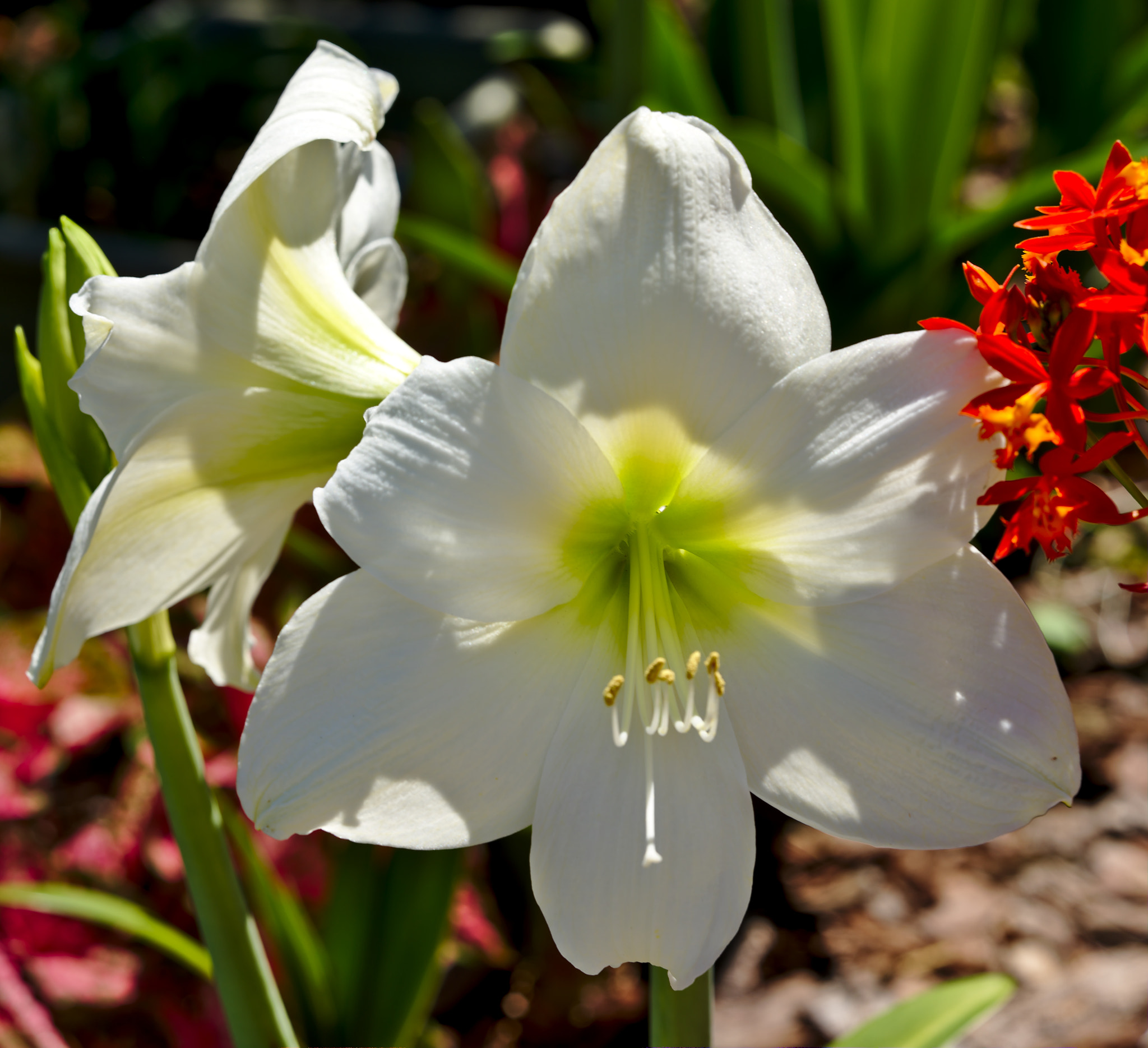ZEISS Otus 85mm F1.4 sample photo. White amaryllis photography