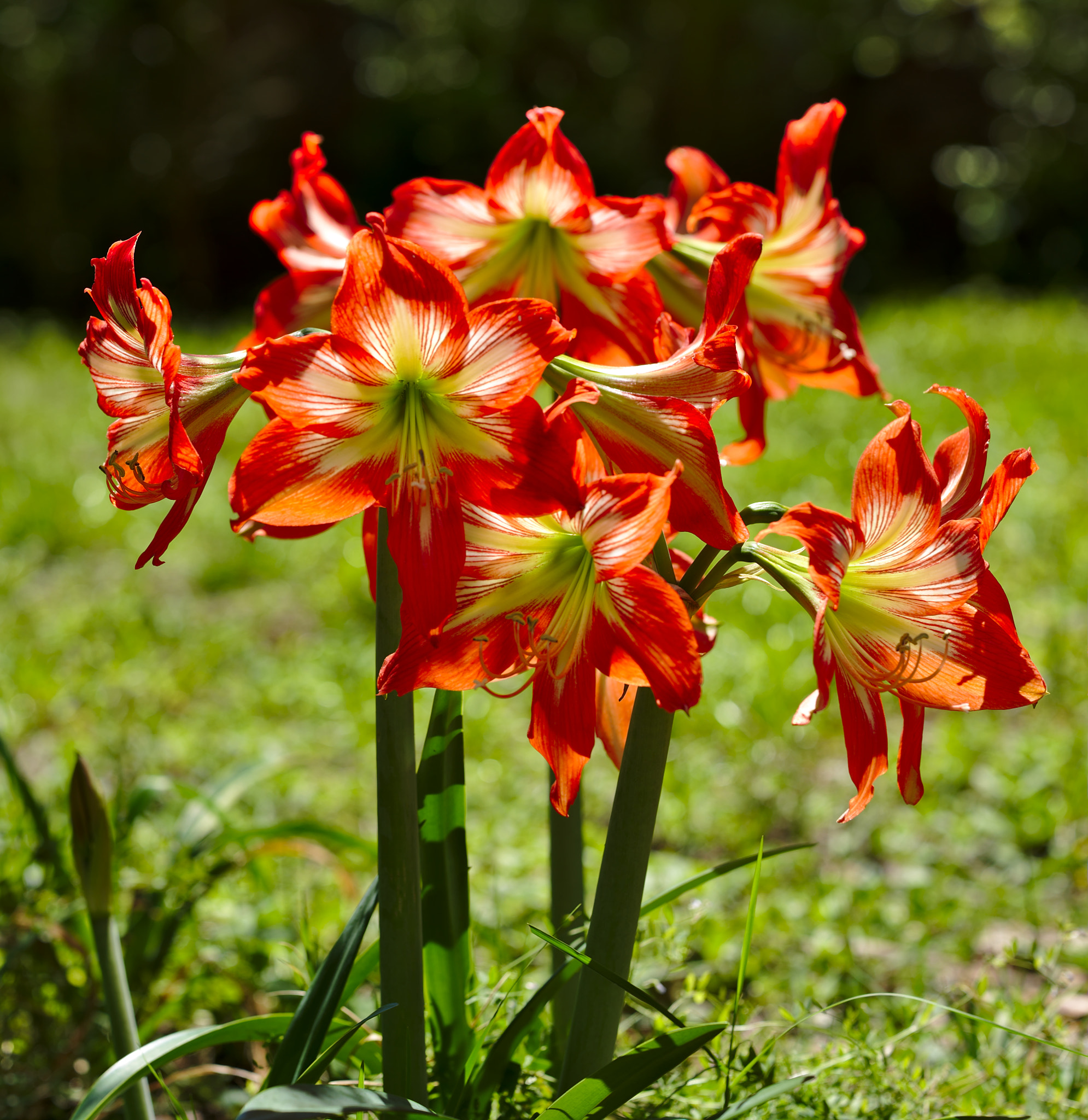 ZEISS Otus 85mm F1.4 sample photo. A cluster of pink amaryllis photography