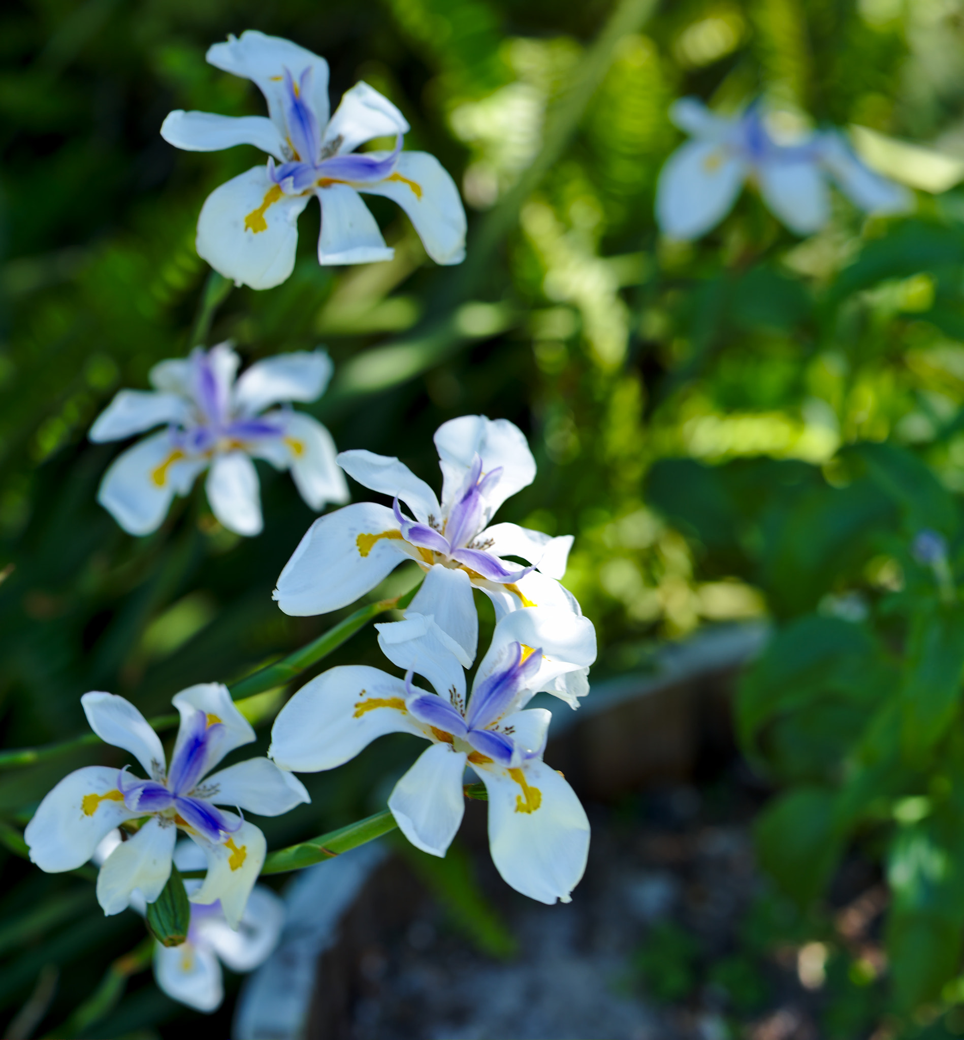 ZEISS Otus 85mm F1.4 sample photo. A cluster of african iris photography