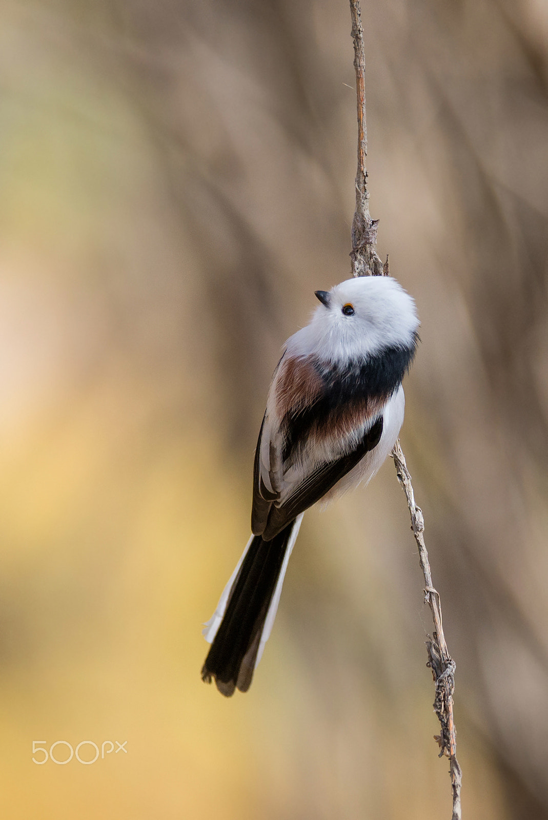Nikon D600 sample photo. The long-tailed tit photography