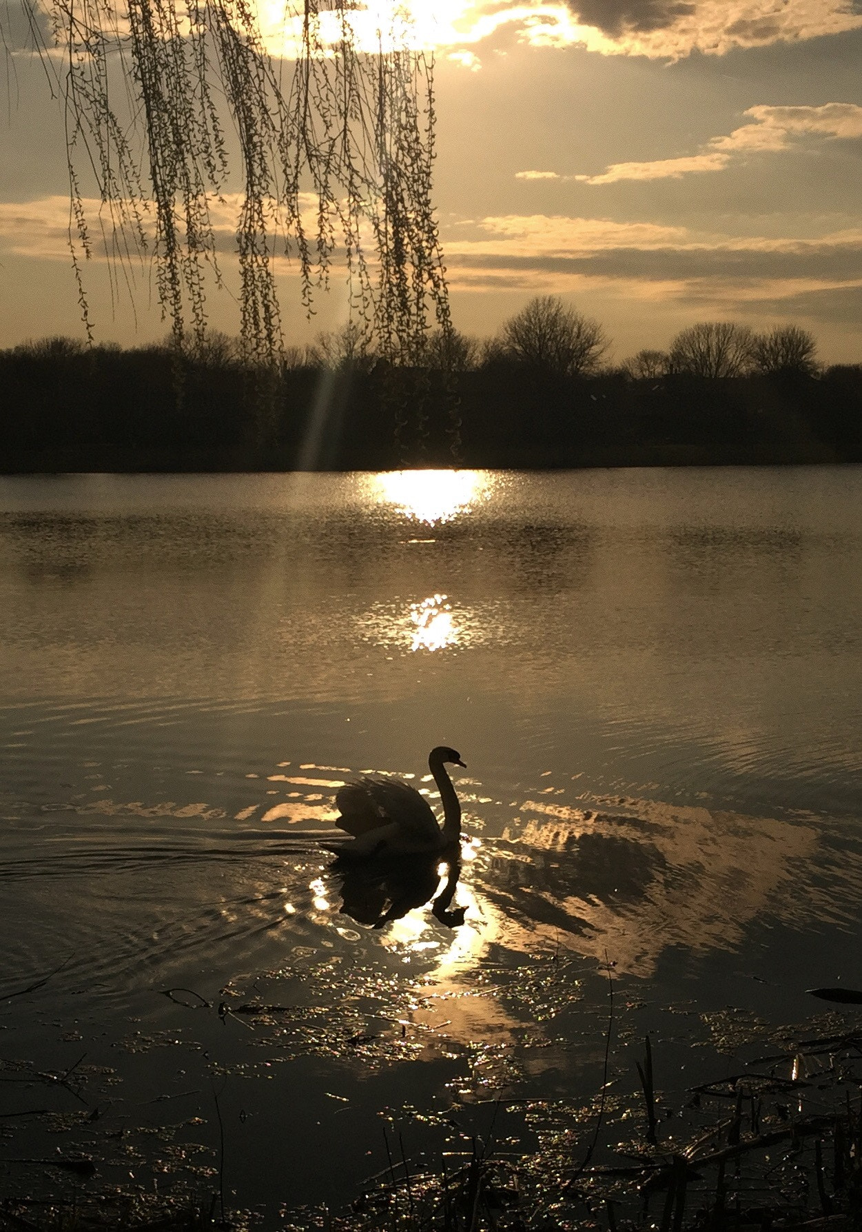 Jag.gr 645 PRO Mk III for Apple iPhone 6 Plus sample photo. Momma swan at the right moment photography