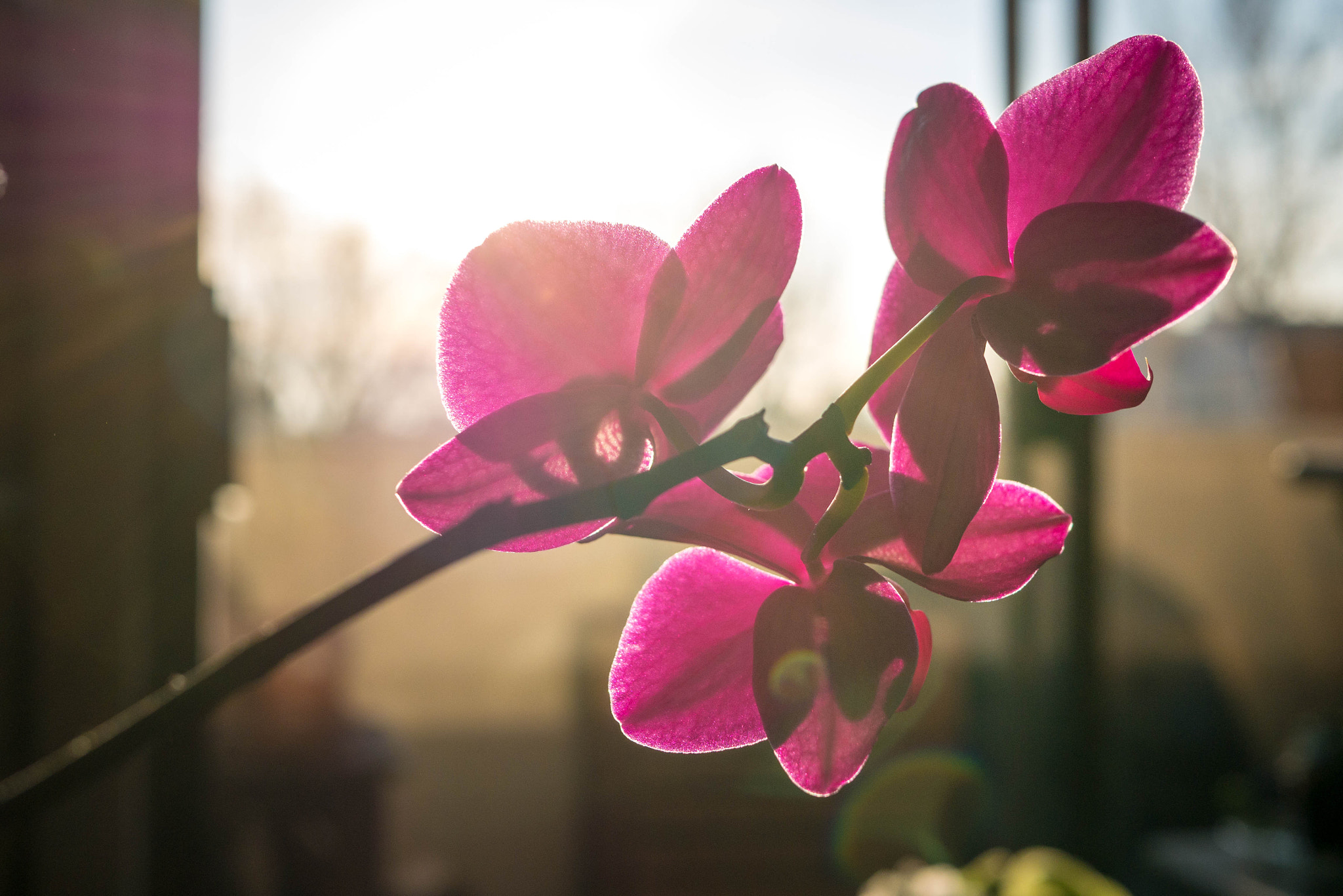 Panasonic Lumix DMC-G7 + LUMIX G 25/F1.7 sample photo. 4-11-2016 - orchids photography