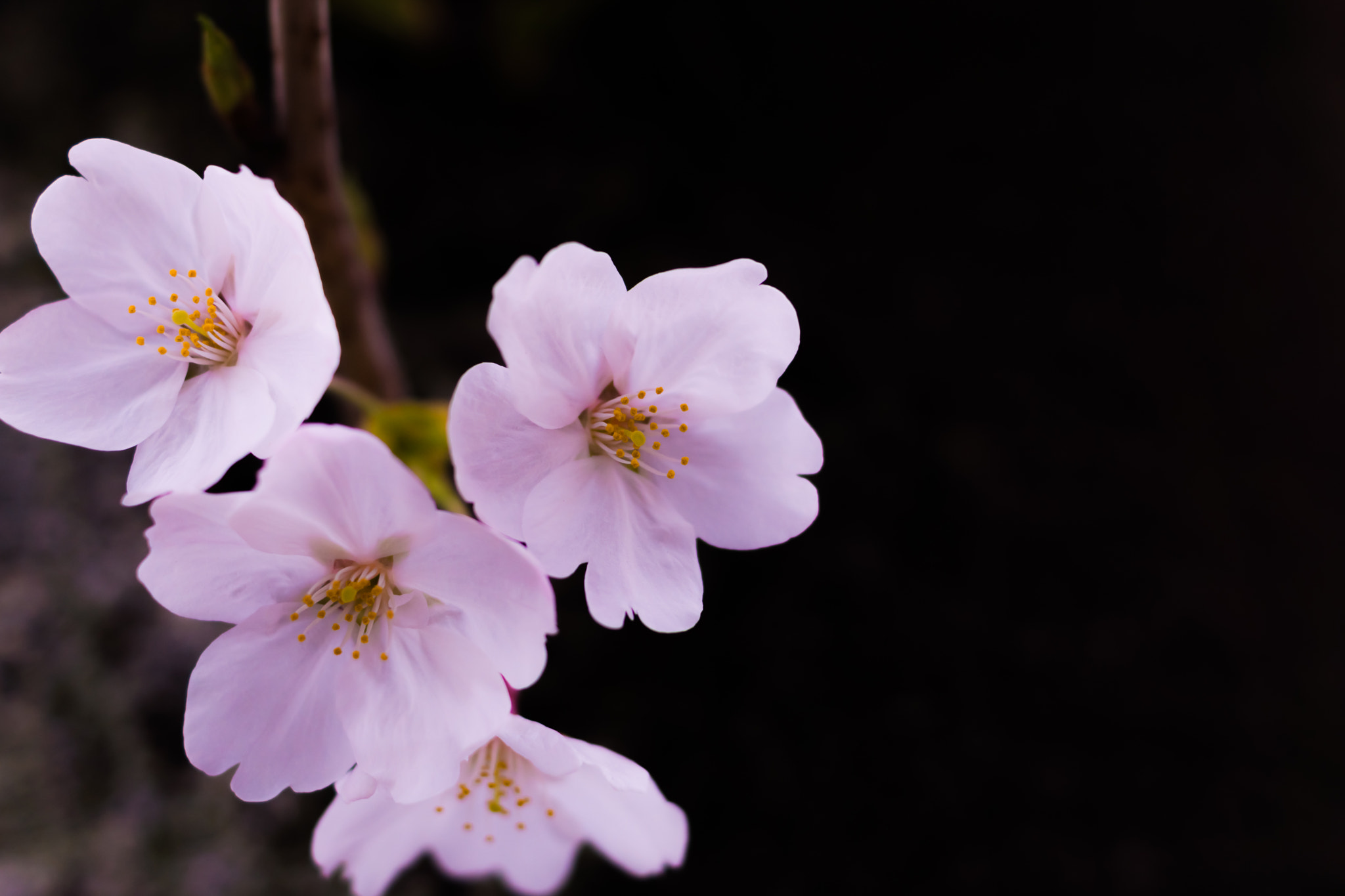 Sony SLT-A65 (SLT-A65V) + Sony DT 35mm F1.8 SAM sample photo. Cherry blossom photography