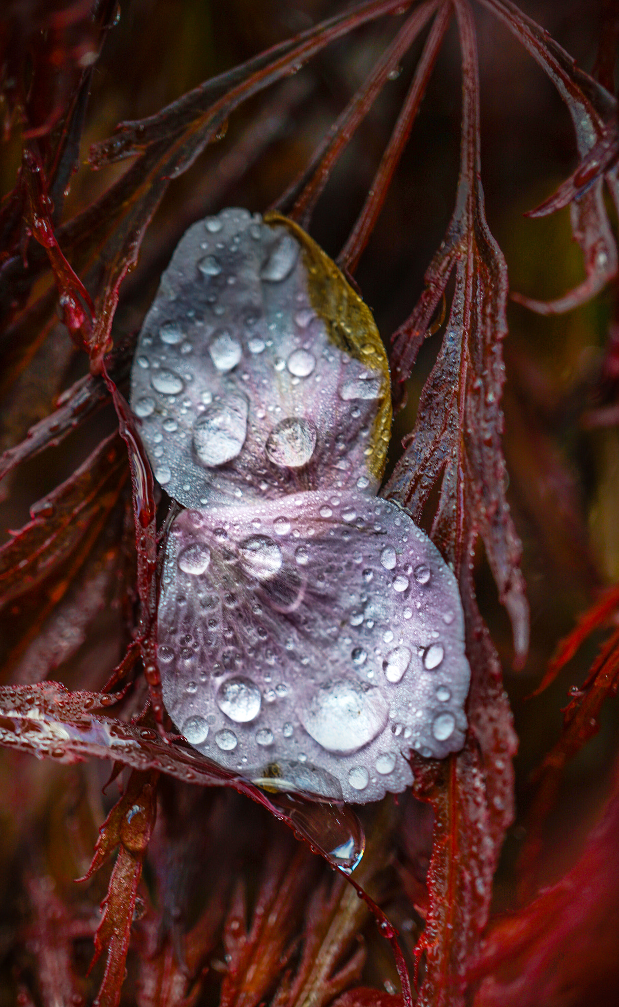 Sony a6300 + Sony E 30mm F3.5 Macro sample photo. Cherry petals photography