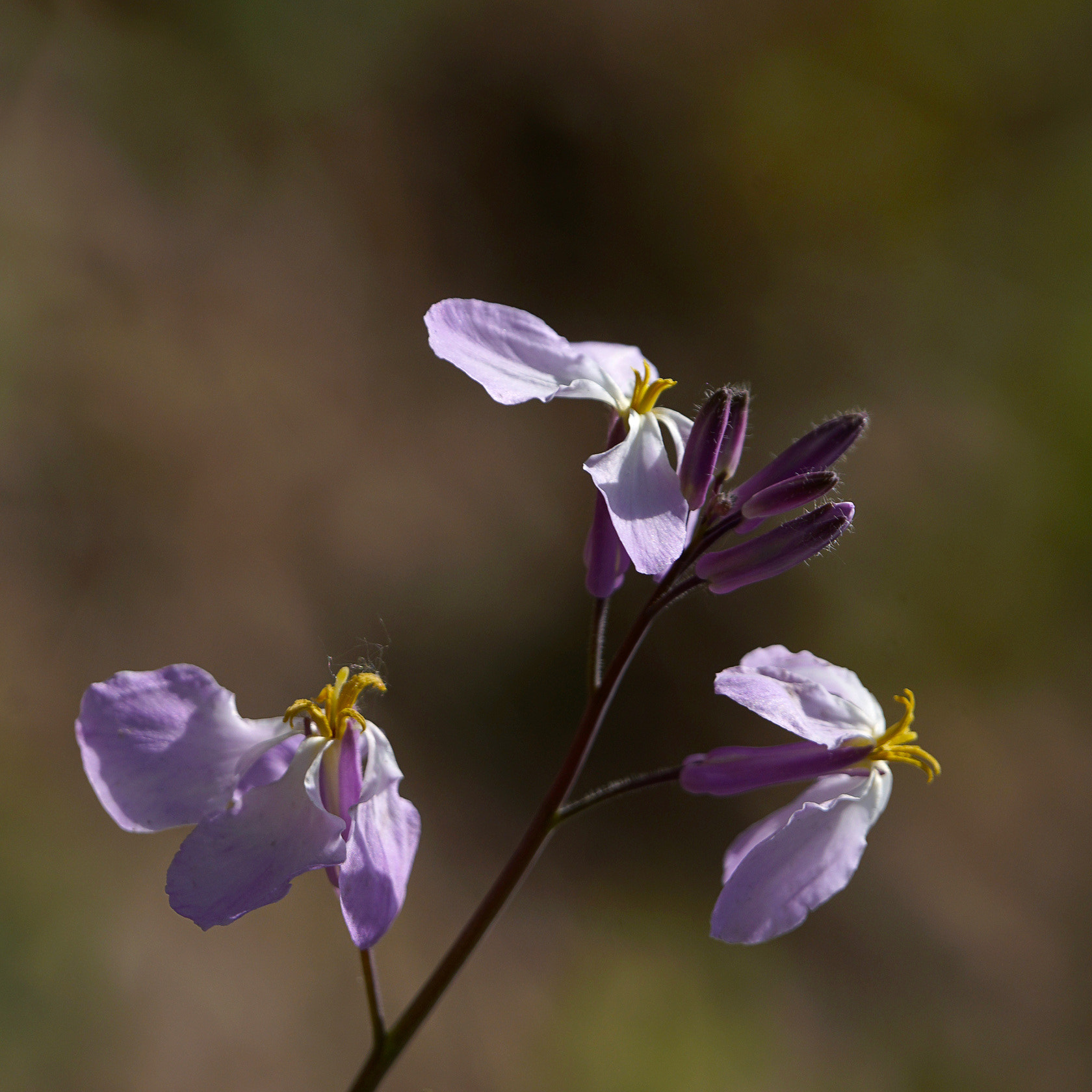 Sony 70-400mm F4-5.6 G SSM II sample photo. 【原摄】美丽的二月兰 photography