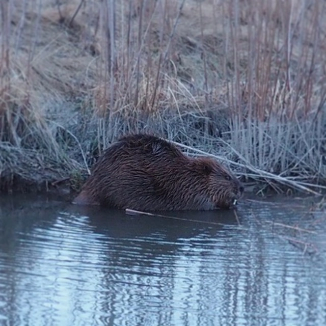 Olympus OM-D E-M5 II + Panasonic Lumix G 20mm F1.7 ASPH sample photo. Followed an adult beaver around the creek by my house tonight... photography
