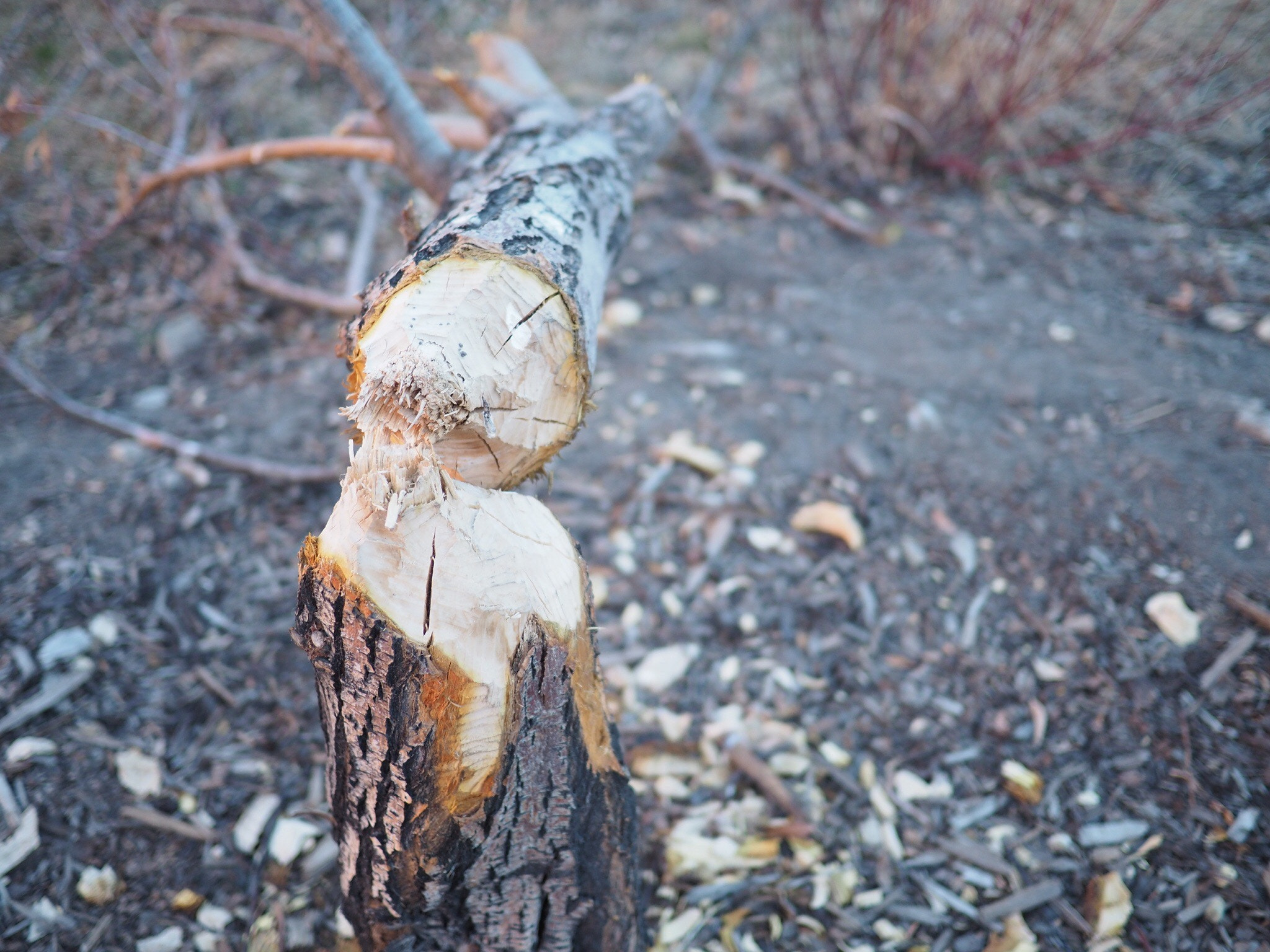 Olympus OM-D E-M5 II + Panasonic Lumix G 20mm F1.7 ASPH sample photo. Busy beaver tonight.. photography