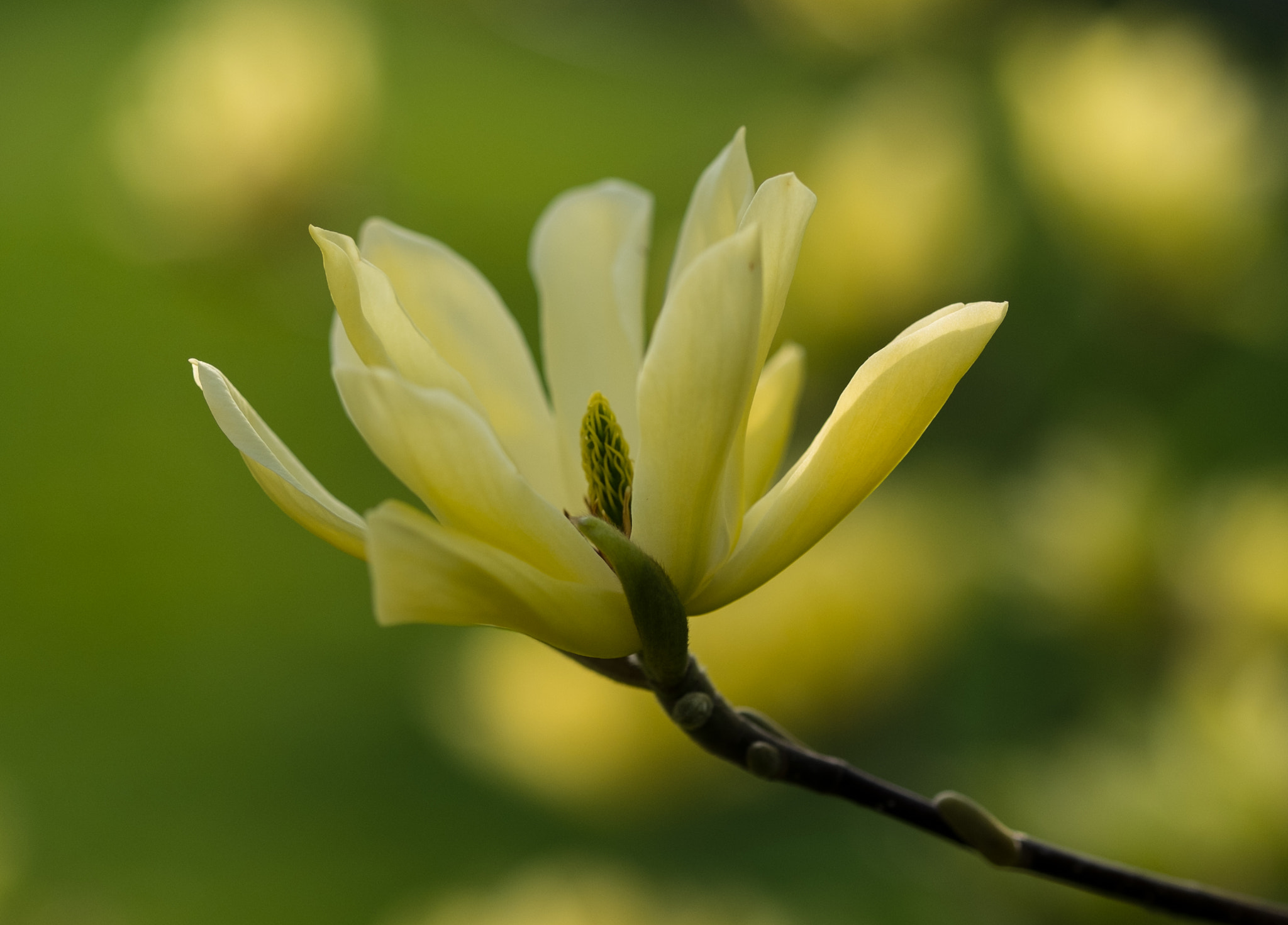 Fujifilm X-E1 + Fujifilm XF 90mm F2 R LM WR sample photo. Magnolia "butterflies" photography