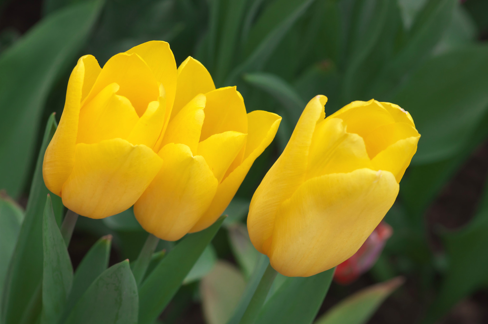 Pentax K-3 + Pentax smc D-FA 100mm F2.8 Macro WR sample photo