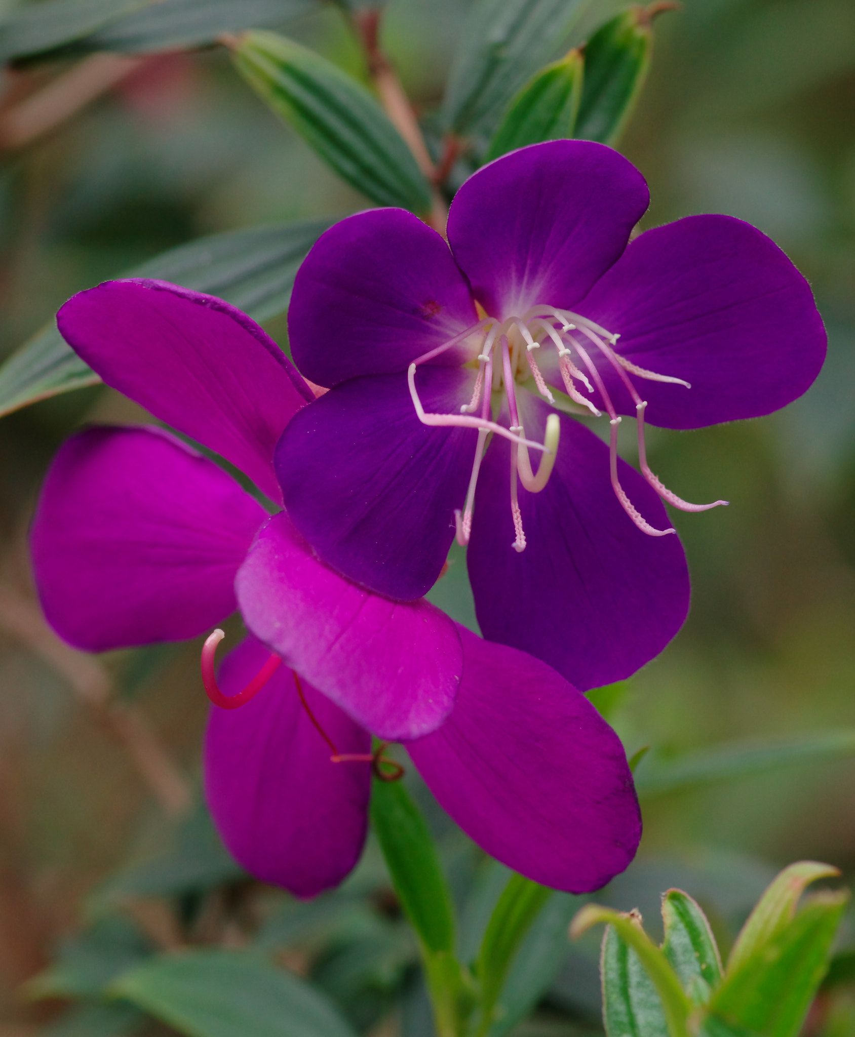 Pentax smc D-FA 100mm F2.8 Macro WR sample photo