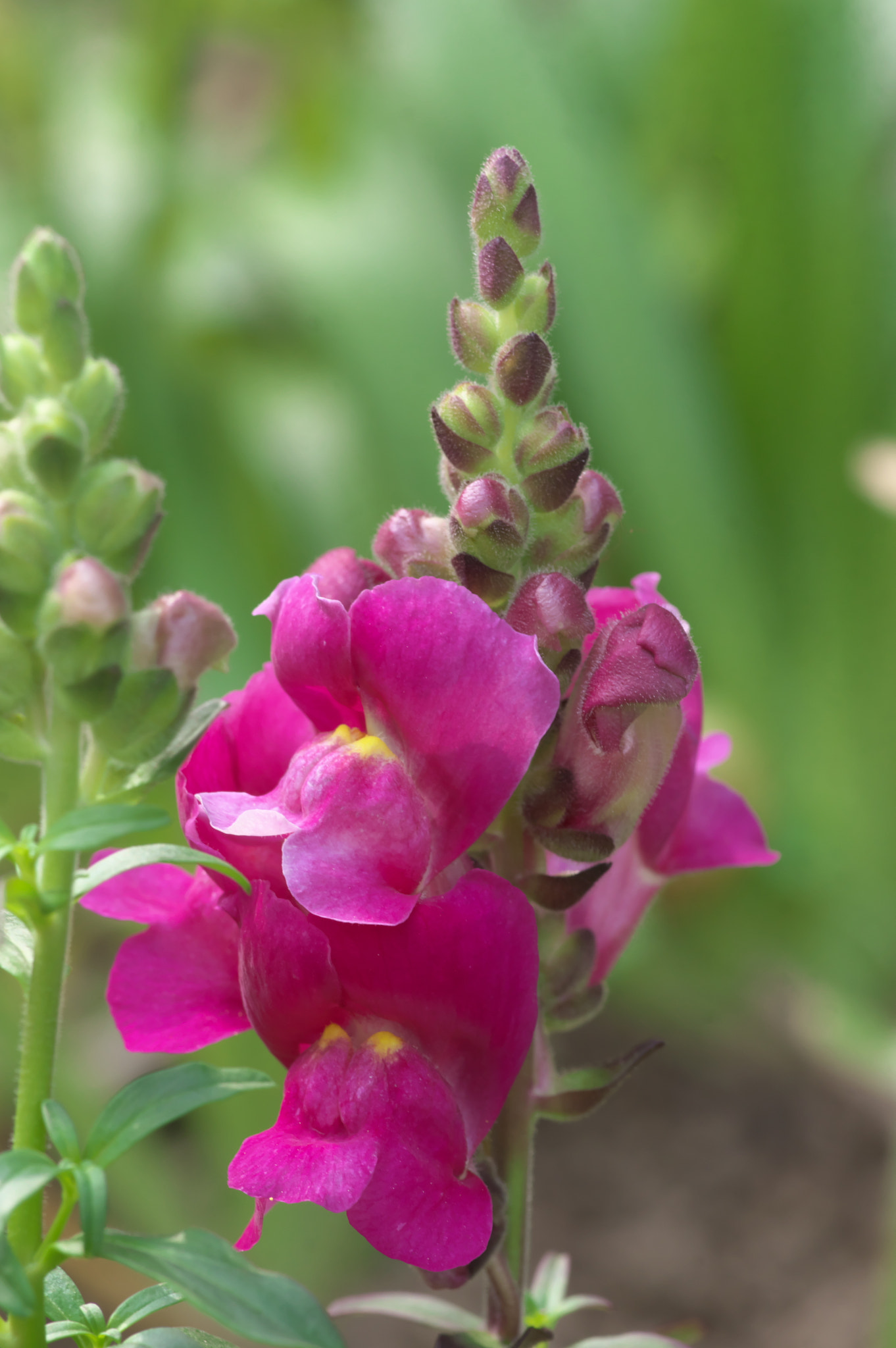 Pentax K-3 + Pentax smc D-FA 100mm F2.8 Macro WR sample photo