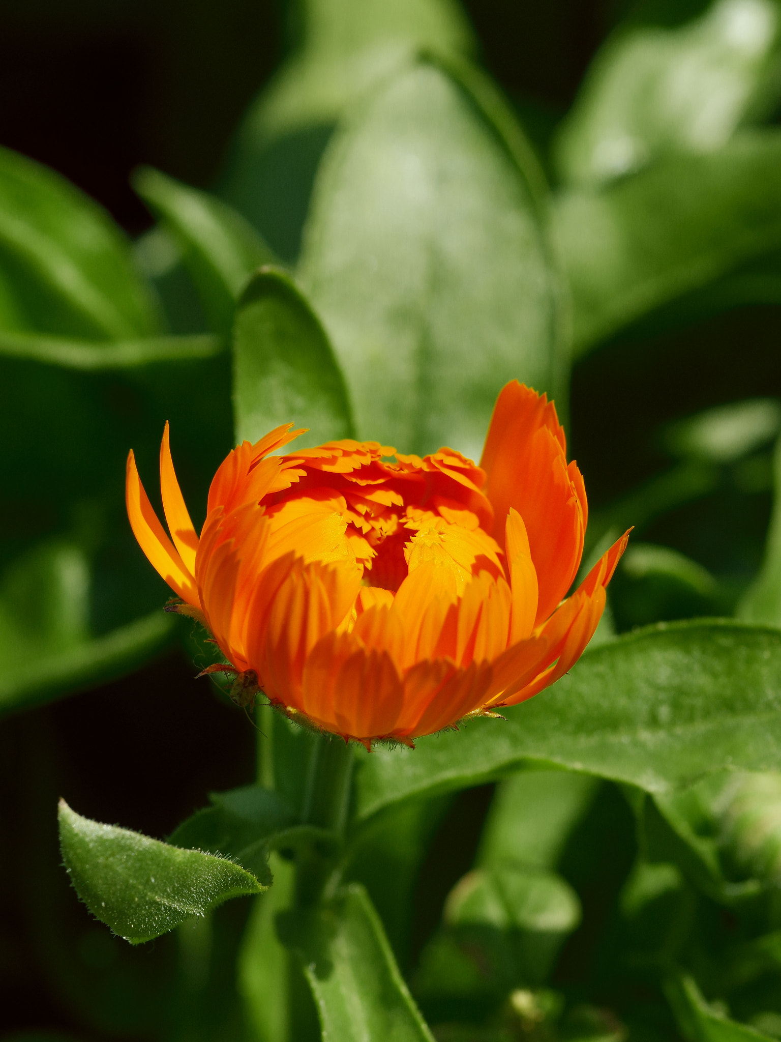 Pentax smc D-FA 100mm F2.8 Macro WR sample photo