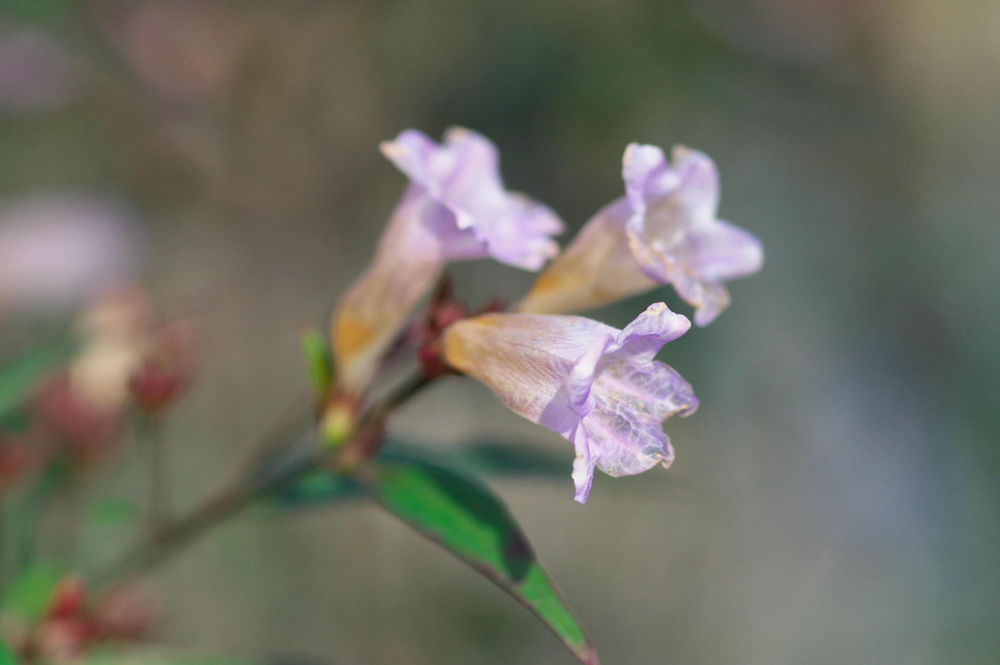 Pentax K-3 + Pentax smc D-FA 100mm F2.8 Macro WR sample photo