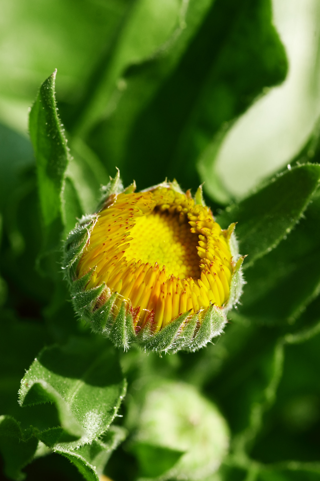 Pentax K-3 + Pentax smc D-FA 100mm F2.8 Macro WR sample photo