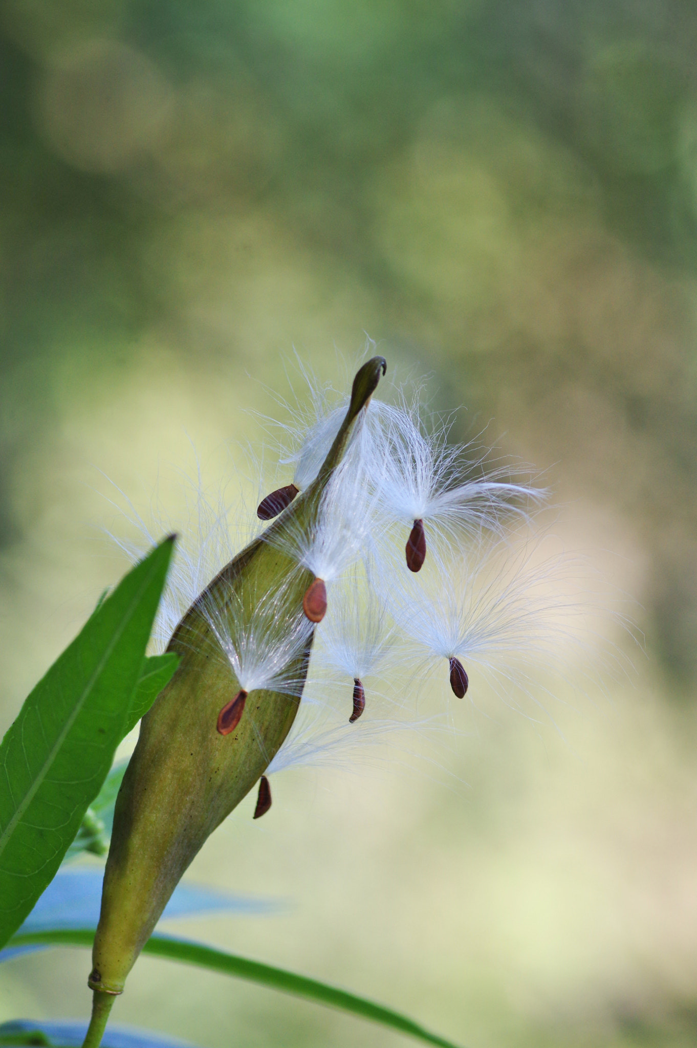 Pentax K-3 + Pentax smc D-FA 100mm F2.8 Macro WR sample photo