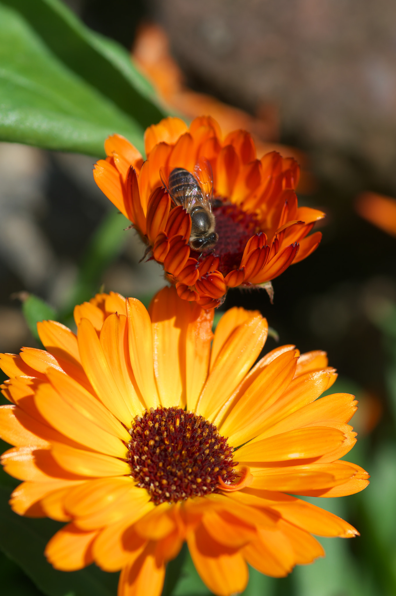 Pentax smc D-FA 100mm F2.8 Macro WR sample photo
