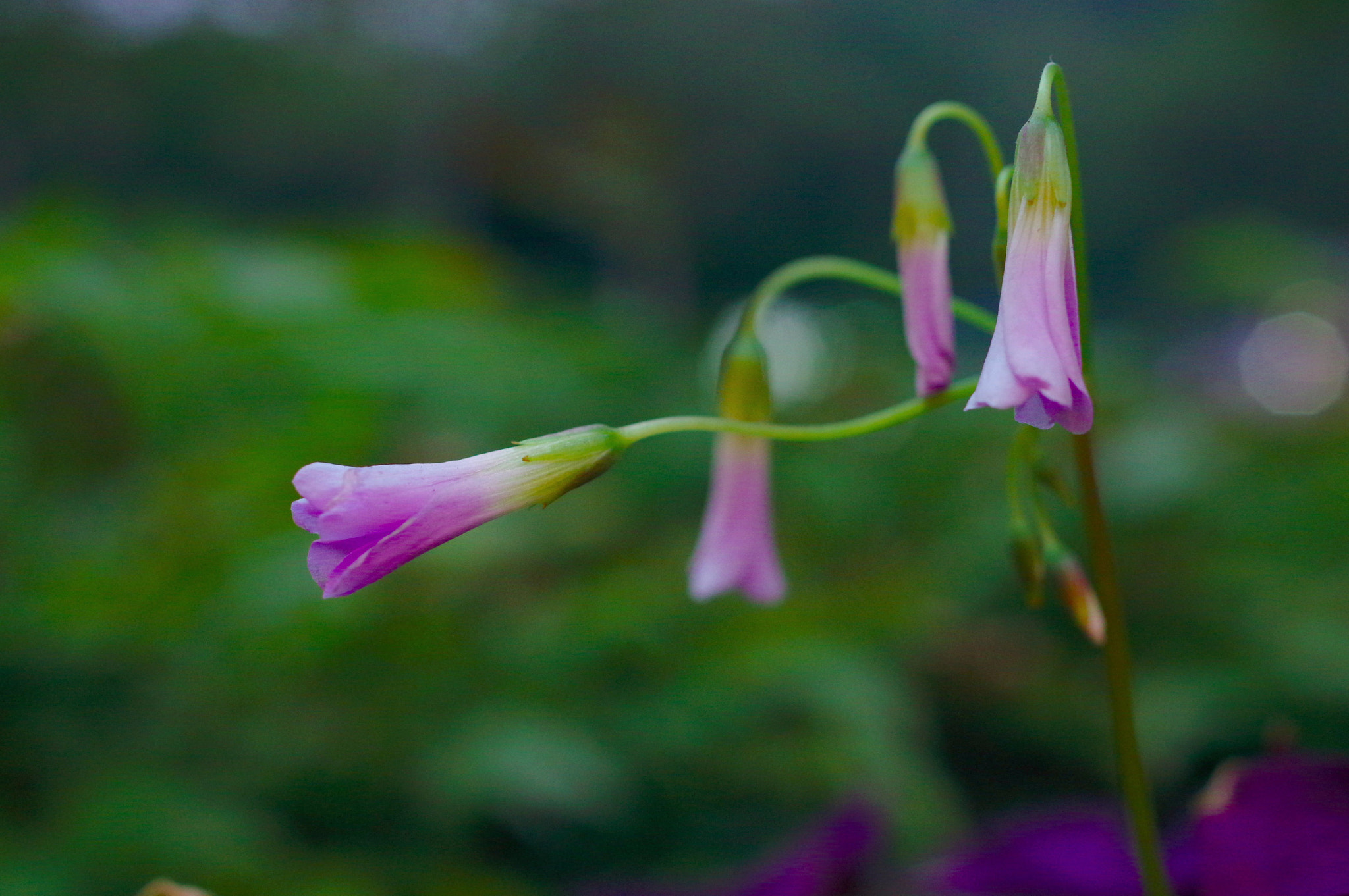 Pentax smc DA 35mm F2.8 Macro Limited sample photo