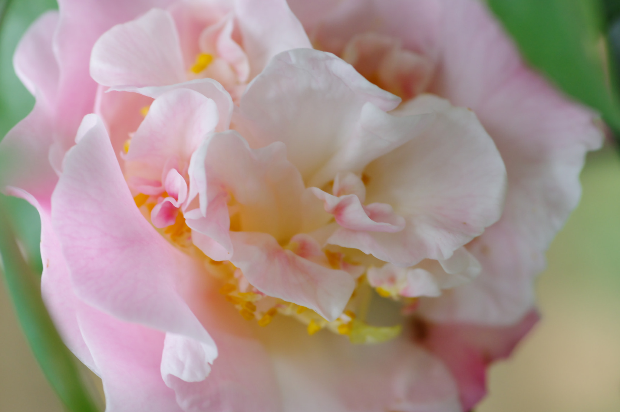 Pentax smc D-FA 100mm F2.8 Macro WR sample photo