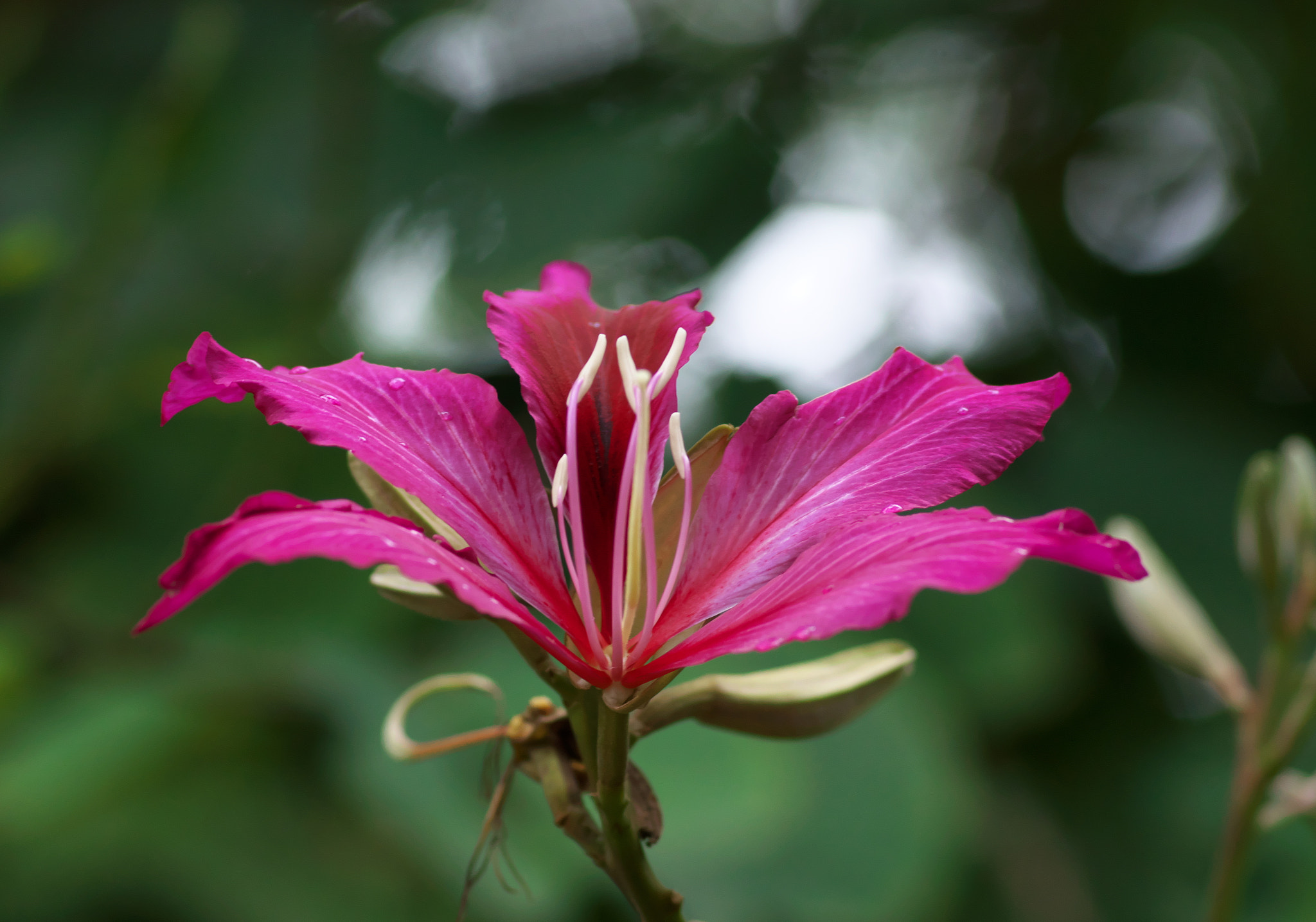 Pentax K-3 + Pentax smc D-FA 100mm F2.8 Macro WR sample photo