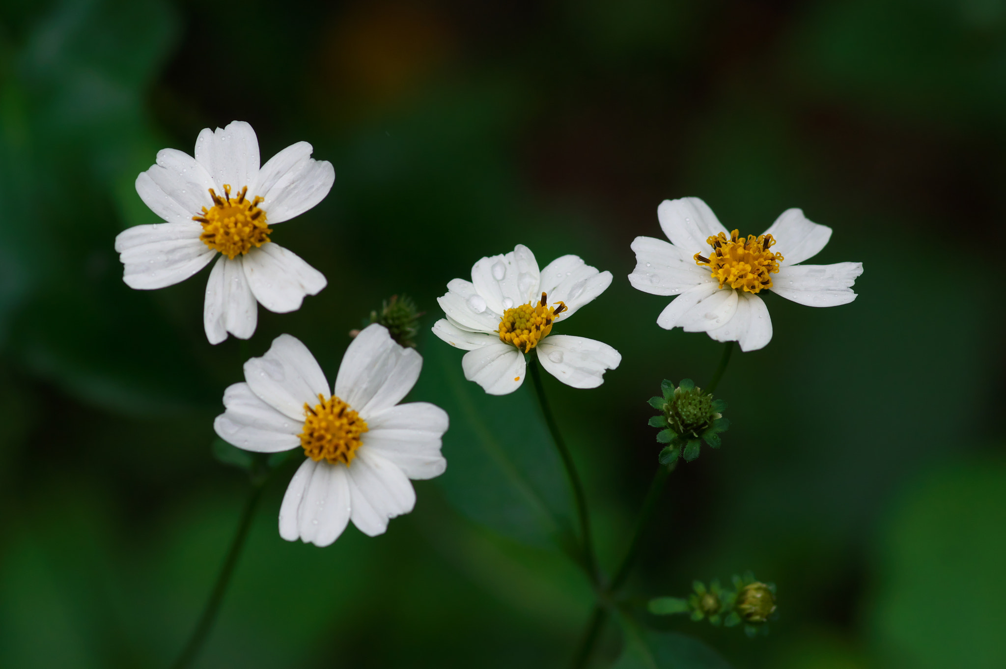 Pentax K-3 + Pentax smc D-FA 100mm F2.8 Macro WR sample photo