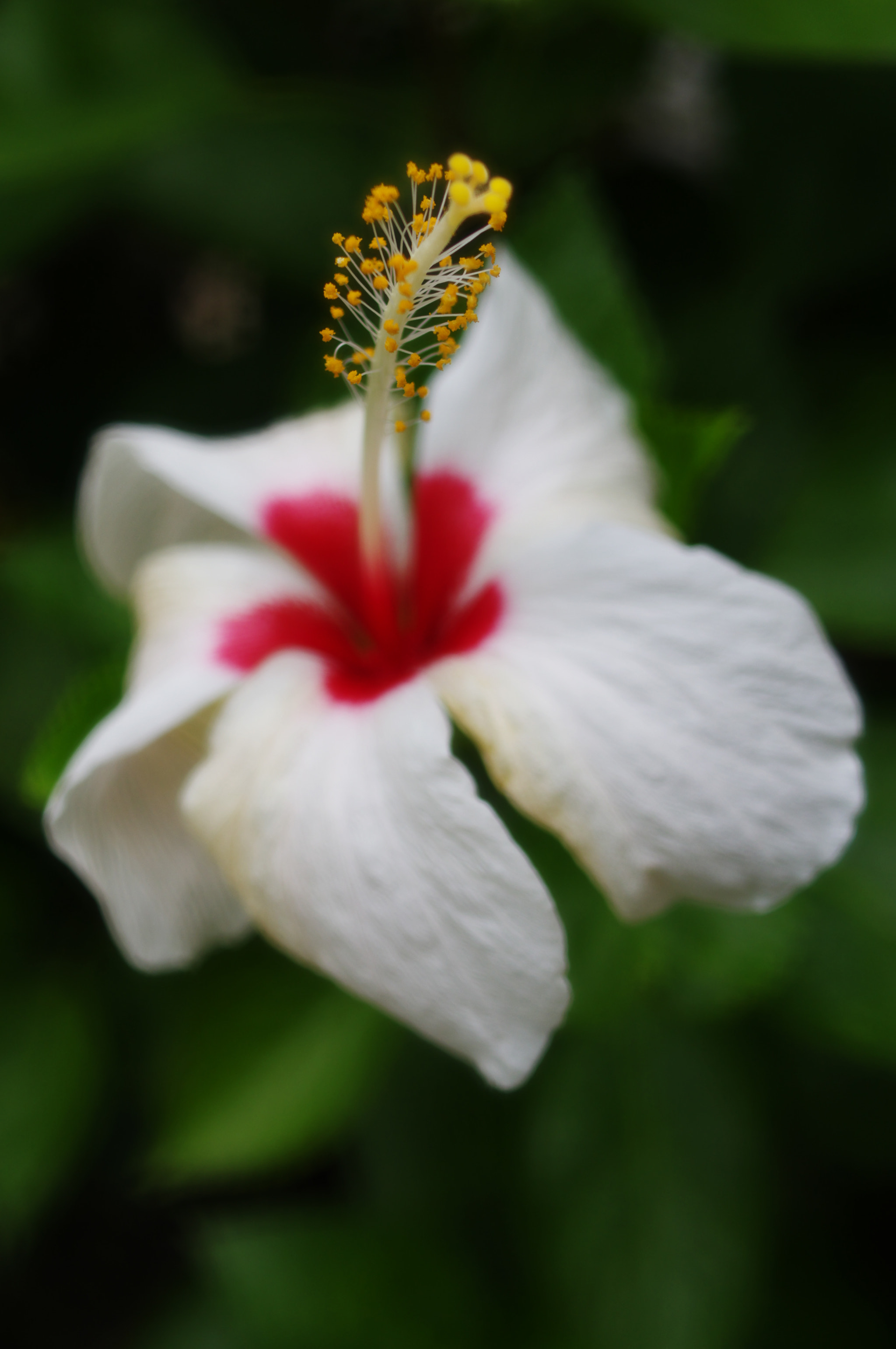 Pentax smc DA 35mm F2.8 Macro Limited sample photo