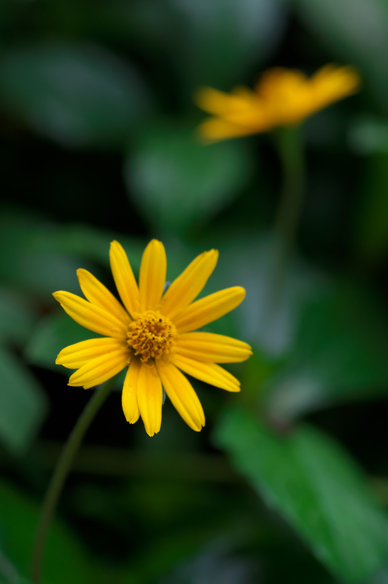 Pentax K-3 + Pentax smc D-FA 100mm F2.8 Macro WR sample photo