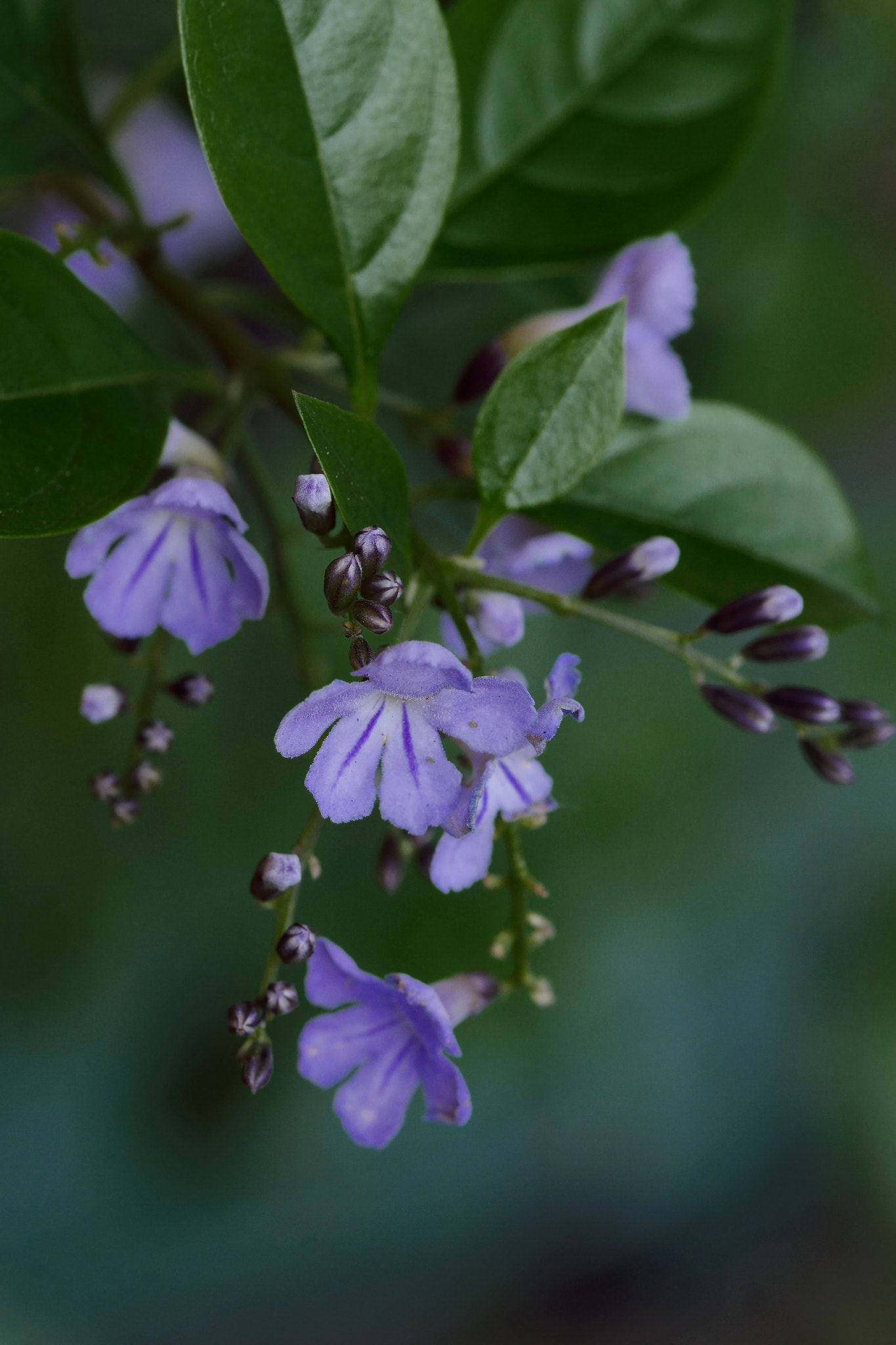 Pentax K-3 + Pentax smc D-FA 100mm F2.8 Macro WR sample photo