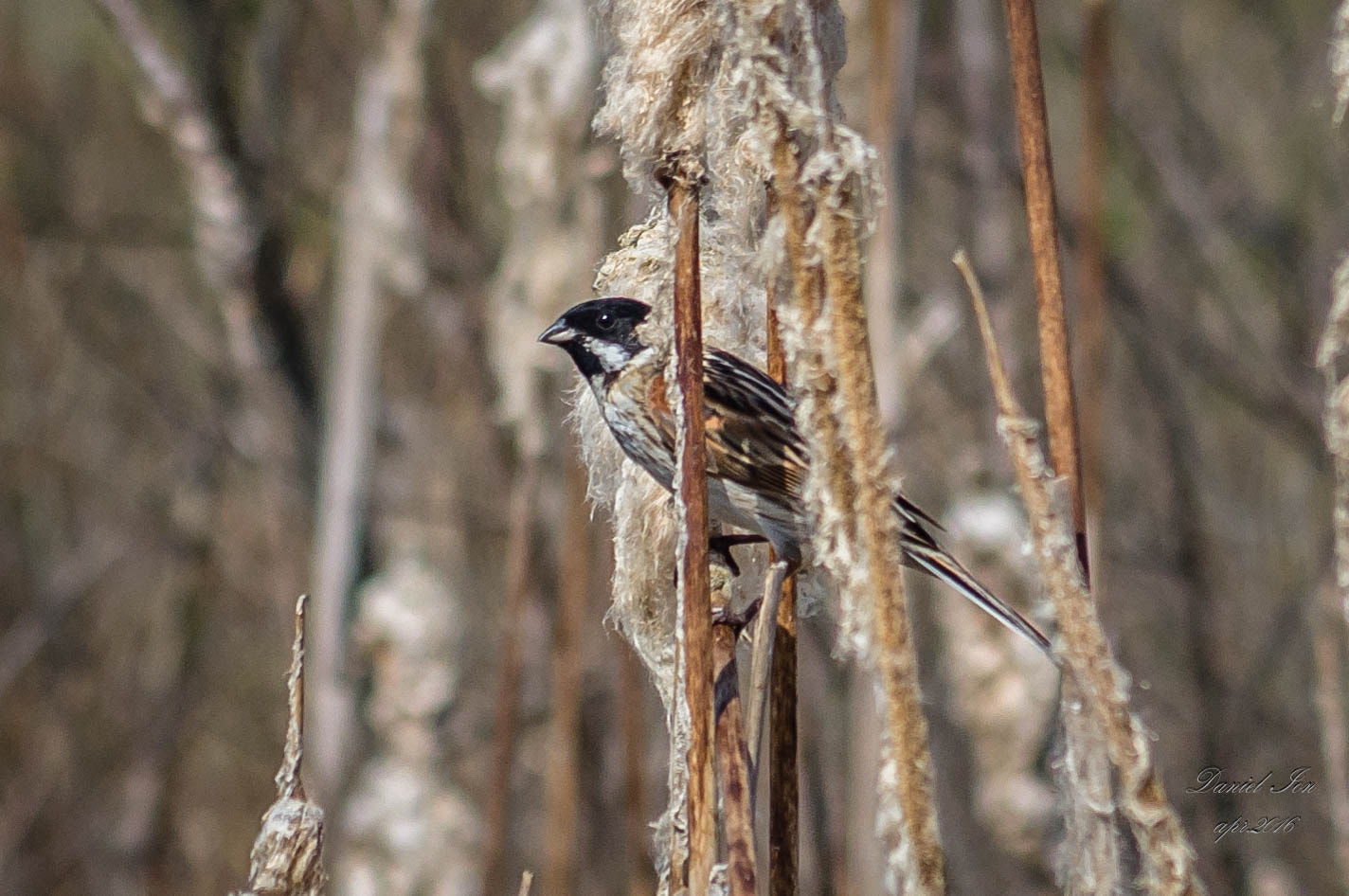 smc PENTAX-FA 70-200mm F4-5.6 sample photo. Emberiza schoeniclus photography