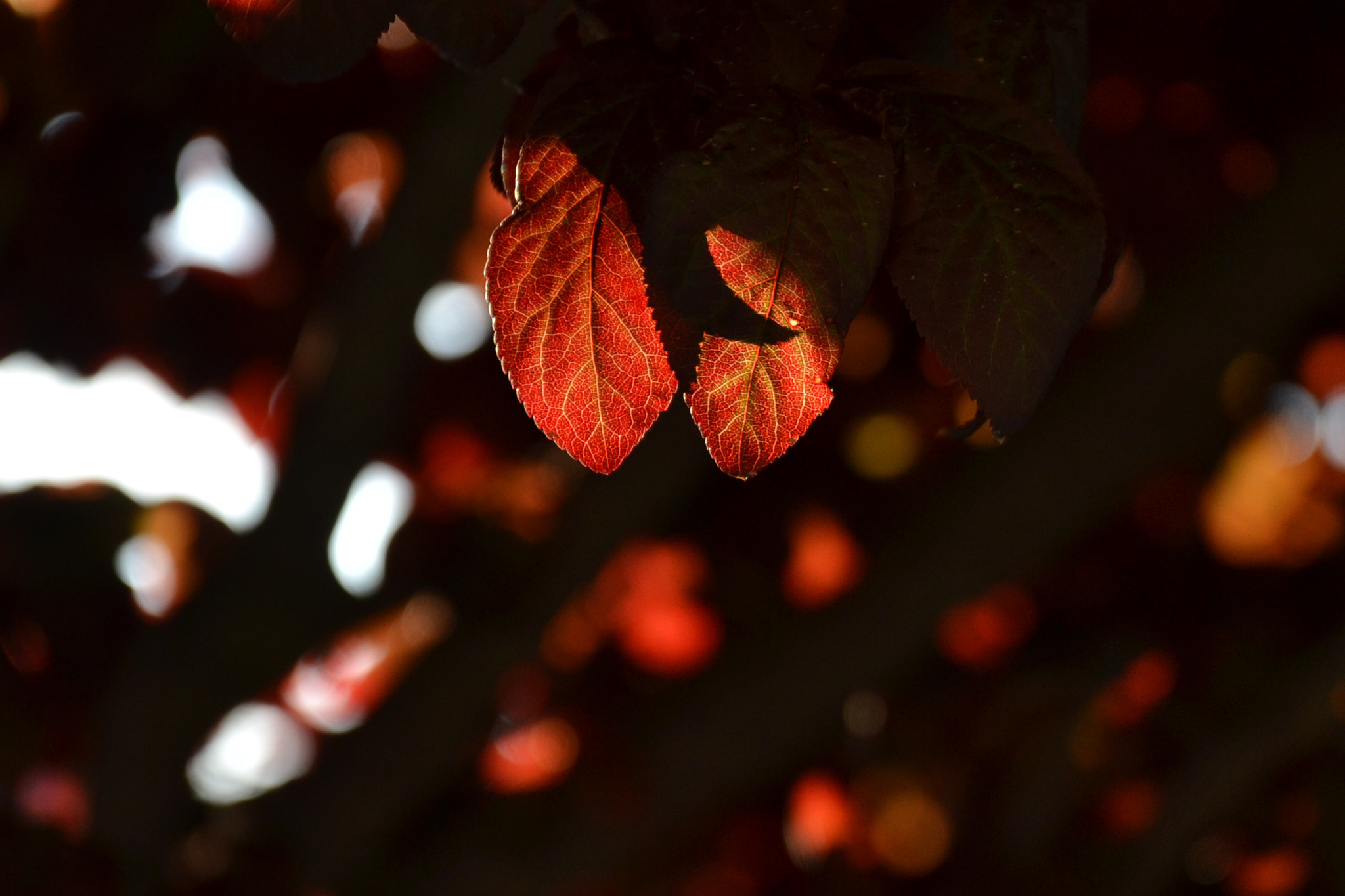 Nikon D3100 + Sigma 17-70mm F2.8-4 DC Macro OS HSM | C sample photo. Loving leaves photography