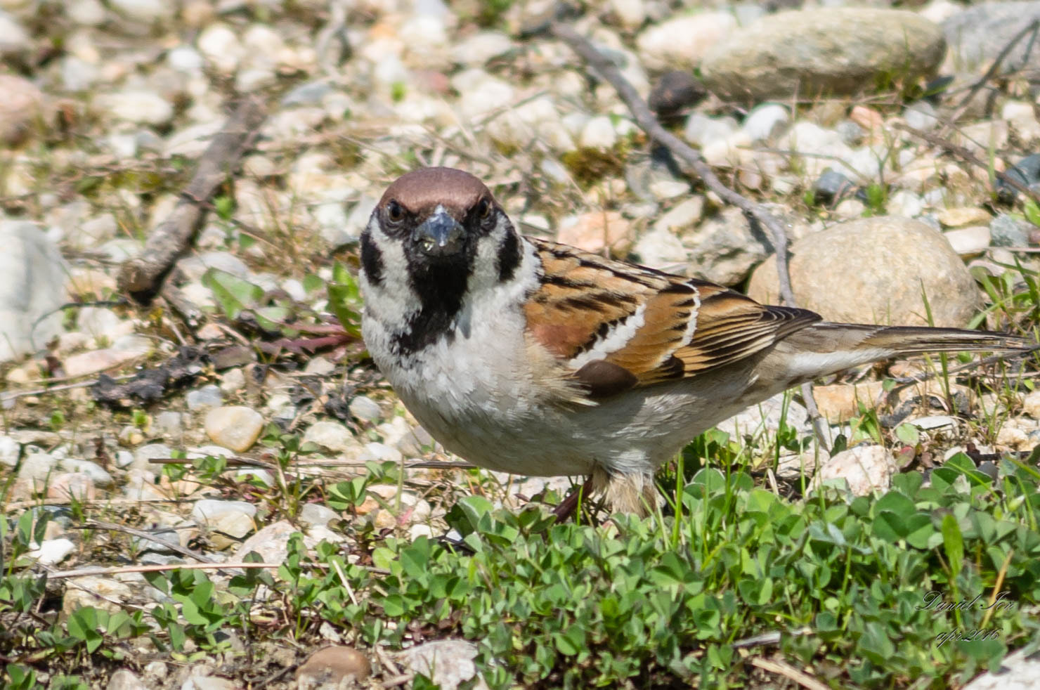 Pentax K-x + smc PENTAX-FA 70-200mm F4-5.6 sample photo. Passer montanus photography