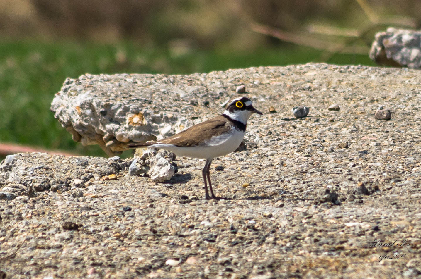 Pentax K-x sample photo. Charadrius dubius photography