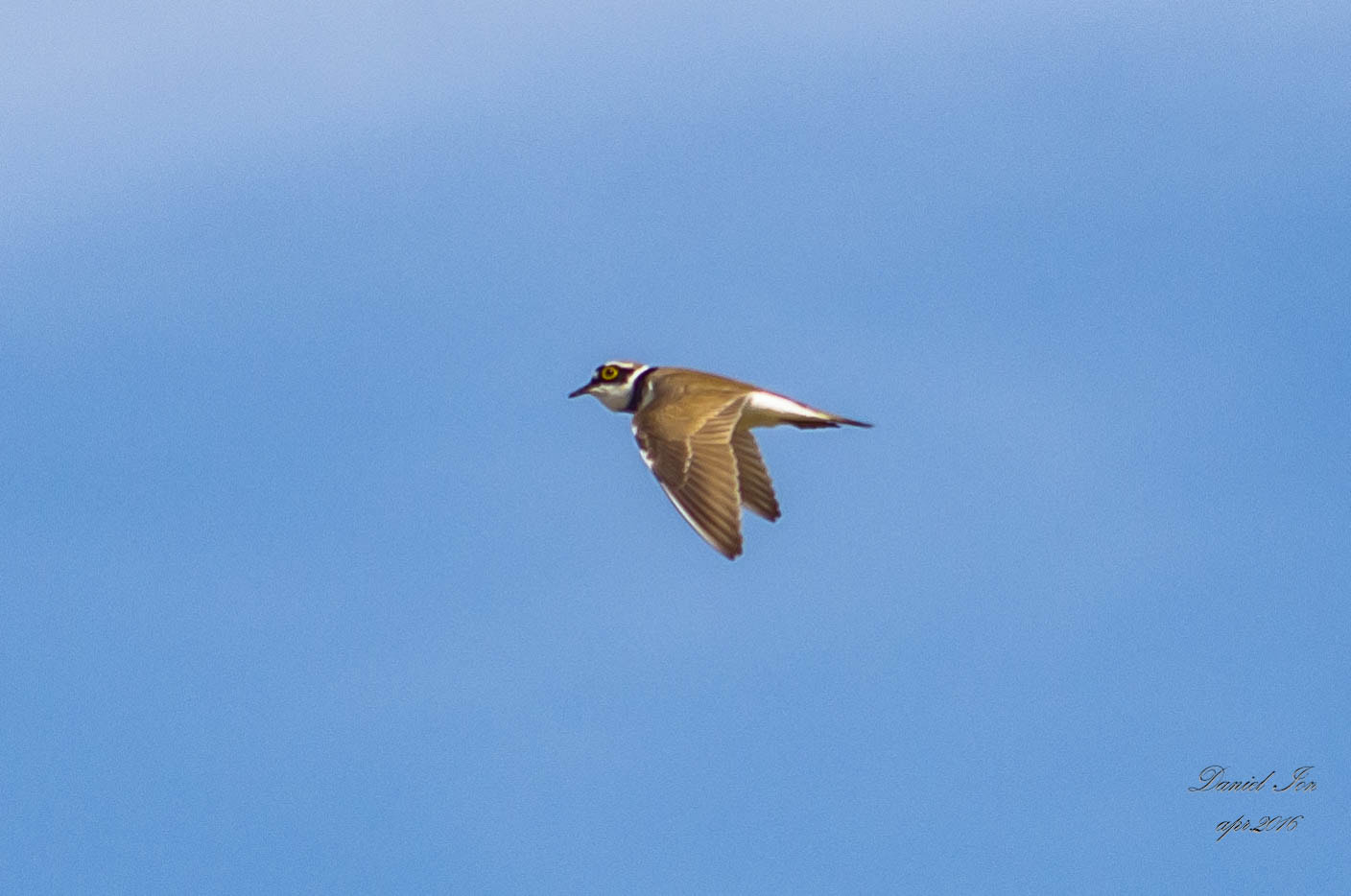 smc PENTAX-FA 70-200mm F4-5.6 sample photo. Charadrius dubius photography