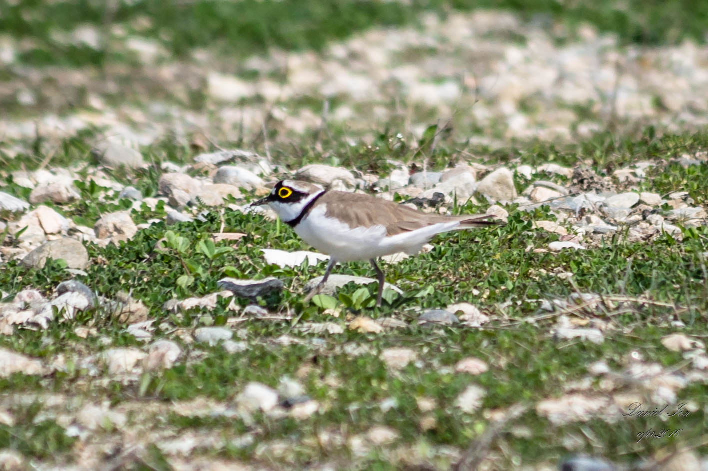 Pentax K-x sample photo. Charadrius dubius photography