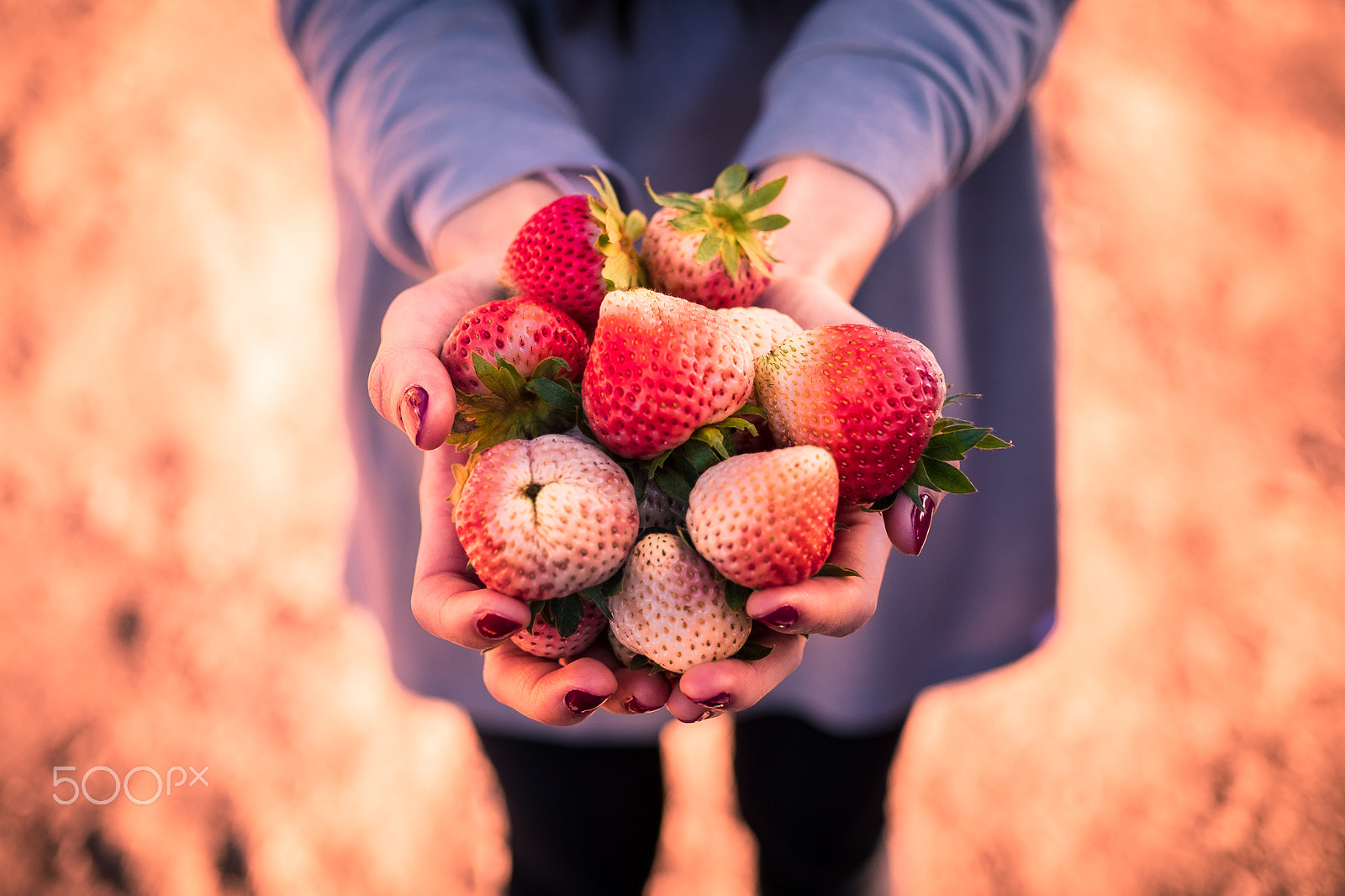 Fujifilm X-T1 + ZEISS Touit 32mm F1.8 sample photo. Strawberry in  little hands photography
