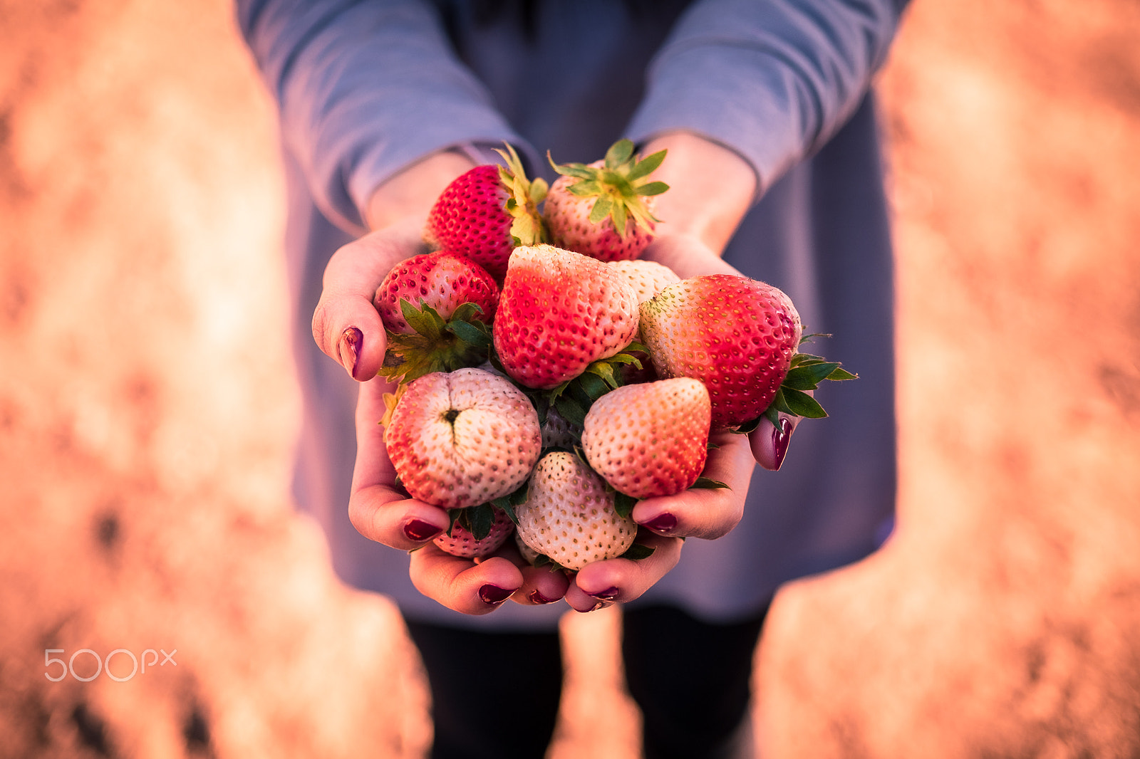 ZEISS Touit 32mm F1.8 sample photo. Strawberry in  little hands photography