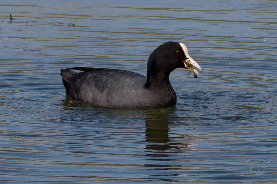 smc PENTAX-FA 70-200mm F4-5.6 sample photo. Fulica atra photography