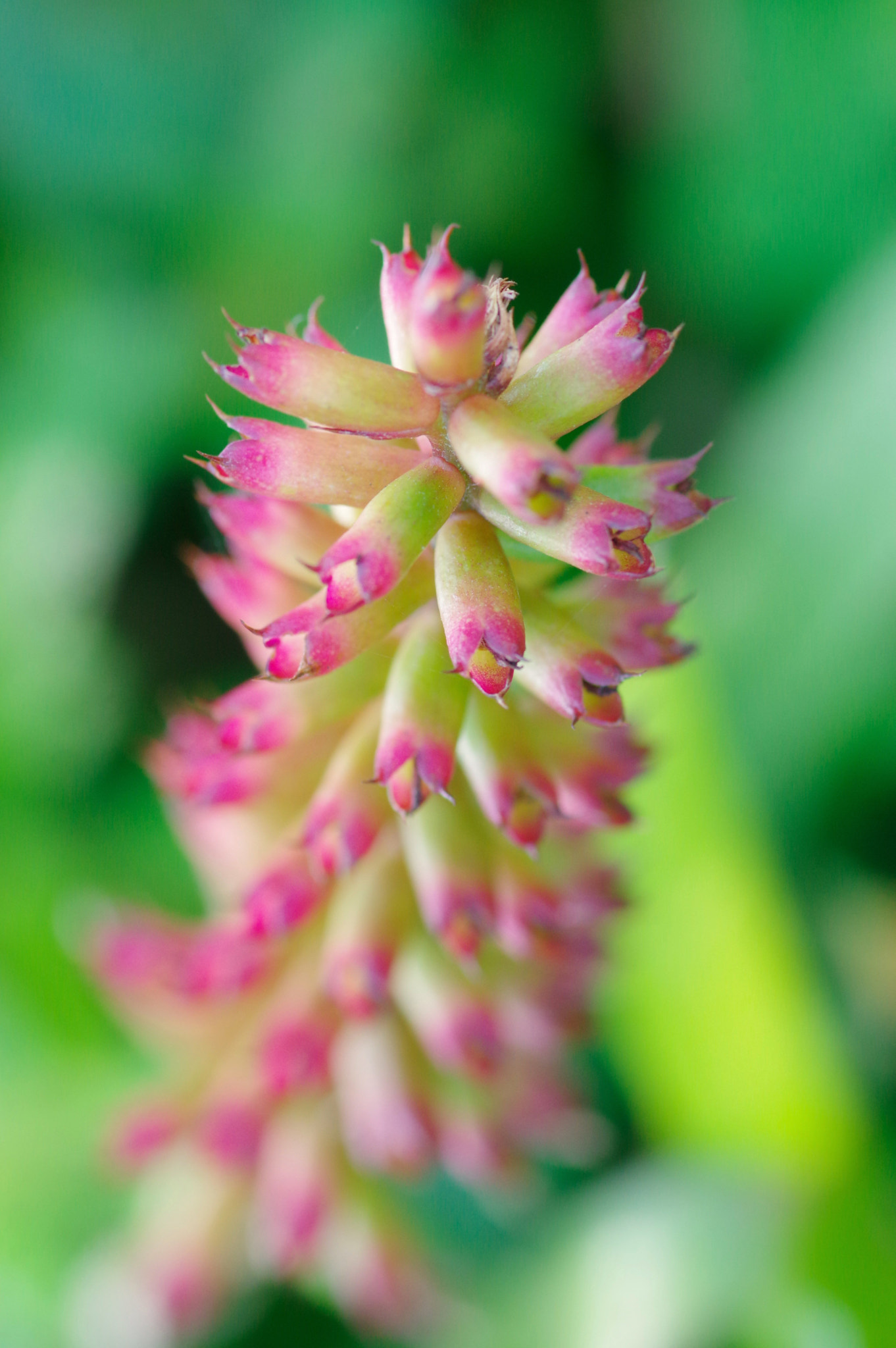 Pentax K-3 + Pentax smc D-FA 100mm F2.8 Macro WR sample photo