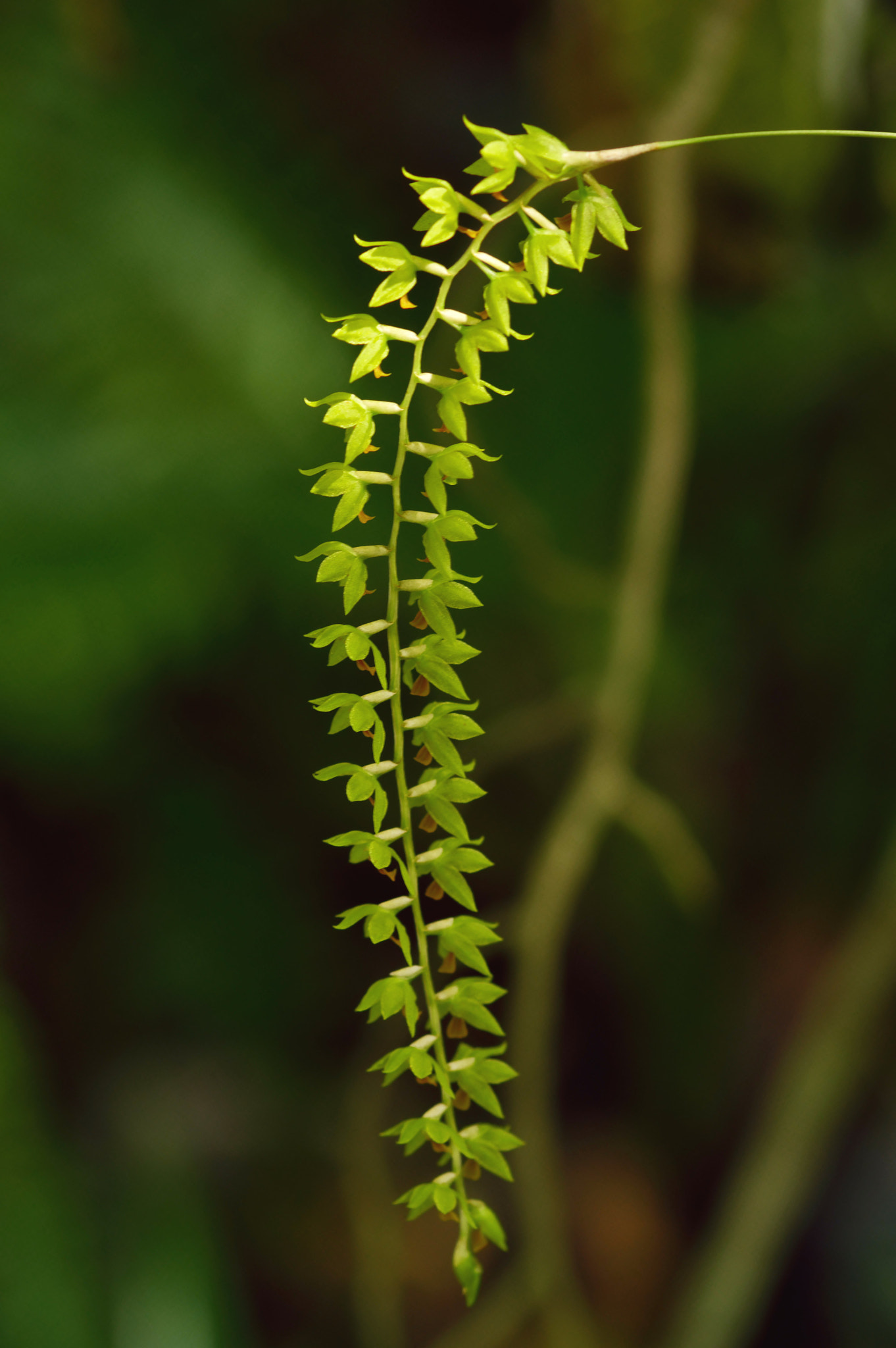 Pentax K-3 + Pentax smc D-FA 100mm F2.8 Macro WR sample photo