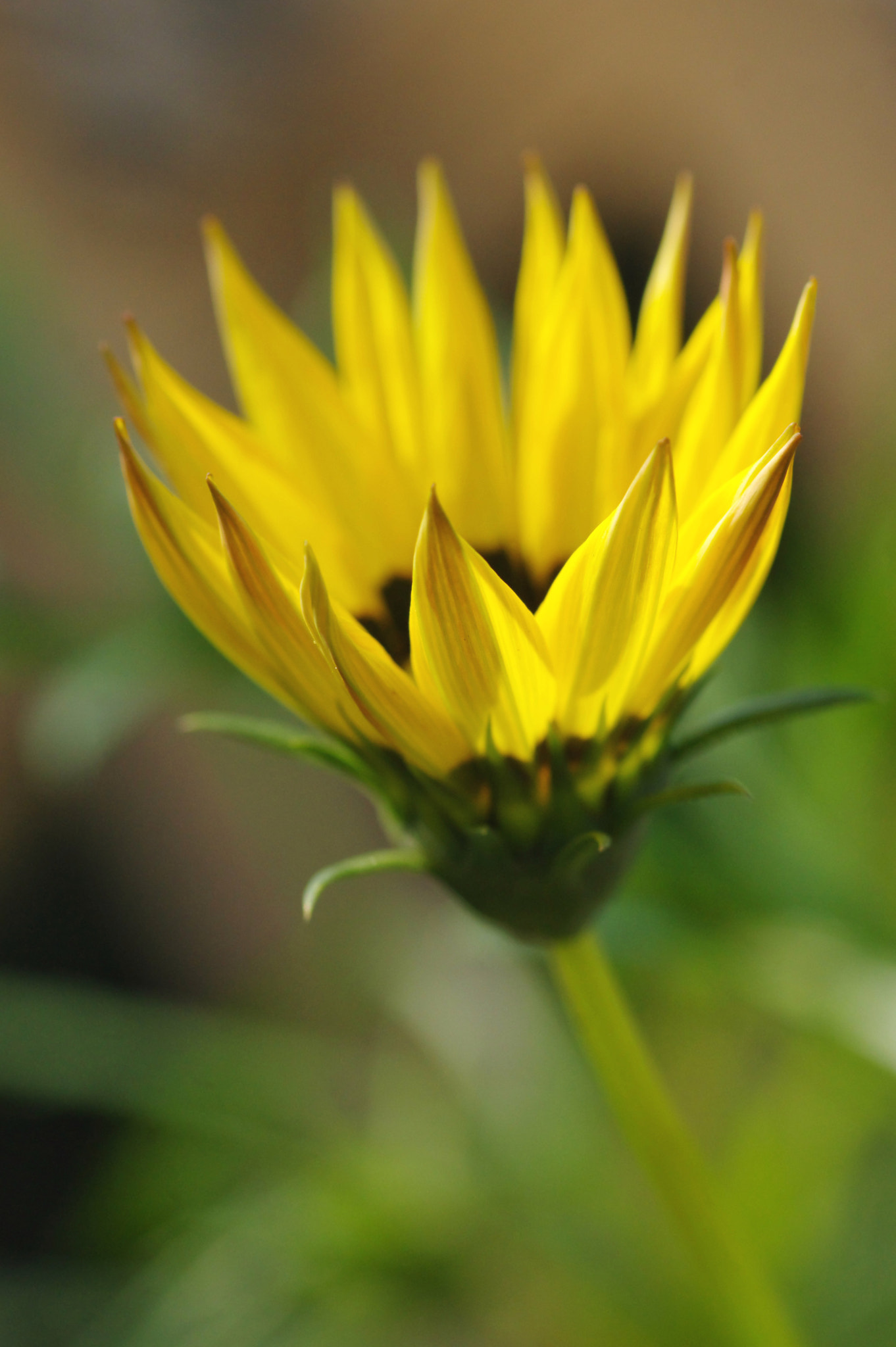 Pentax K-3 + Pentax smc D-FA 100mm F2.8 Macro WR sample photo