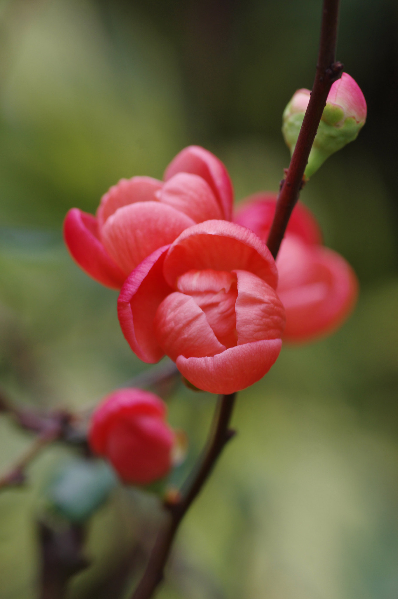 Pentax K-3 + Pentax smc D-FA 100mm F2.8 Macro WR sample photo